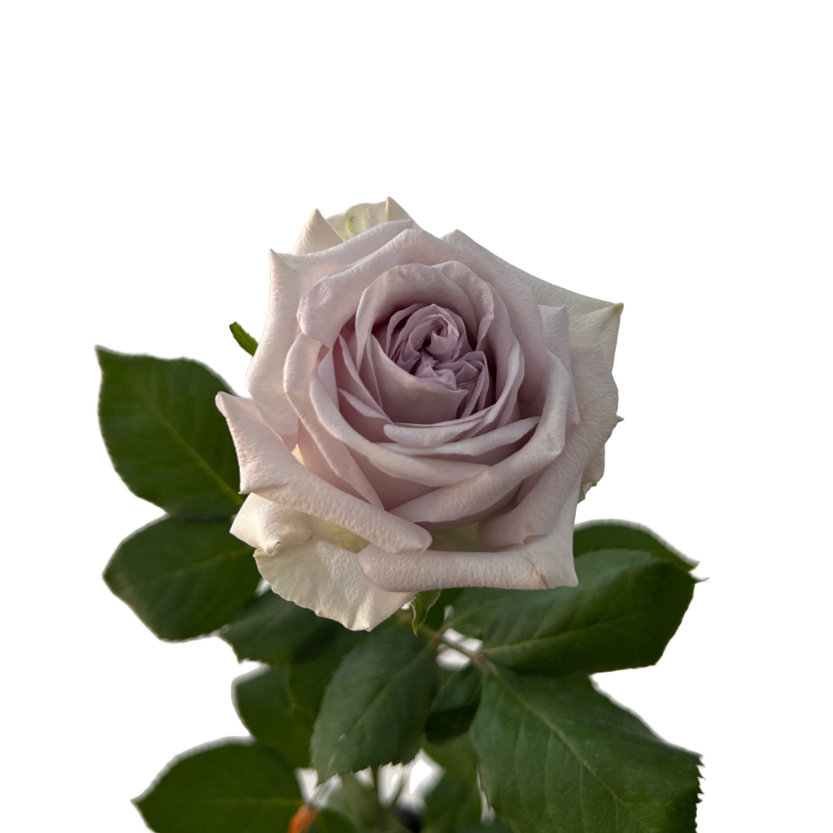Single purple lychee rose with green leaves on a light gray background