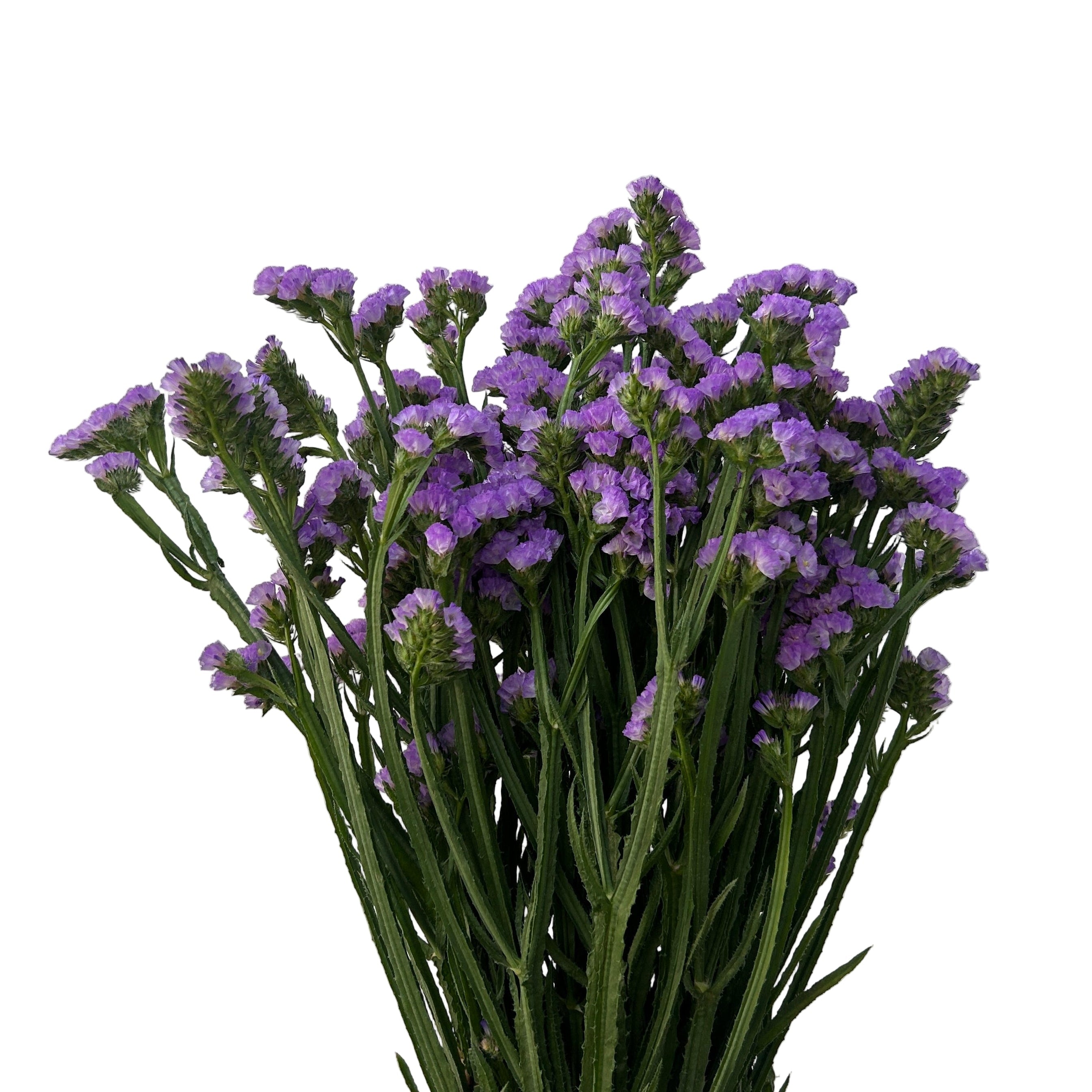 Bouquet of lilac purple flowers on a light gray background
