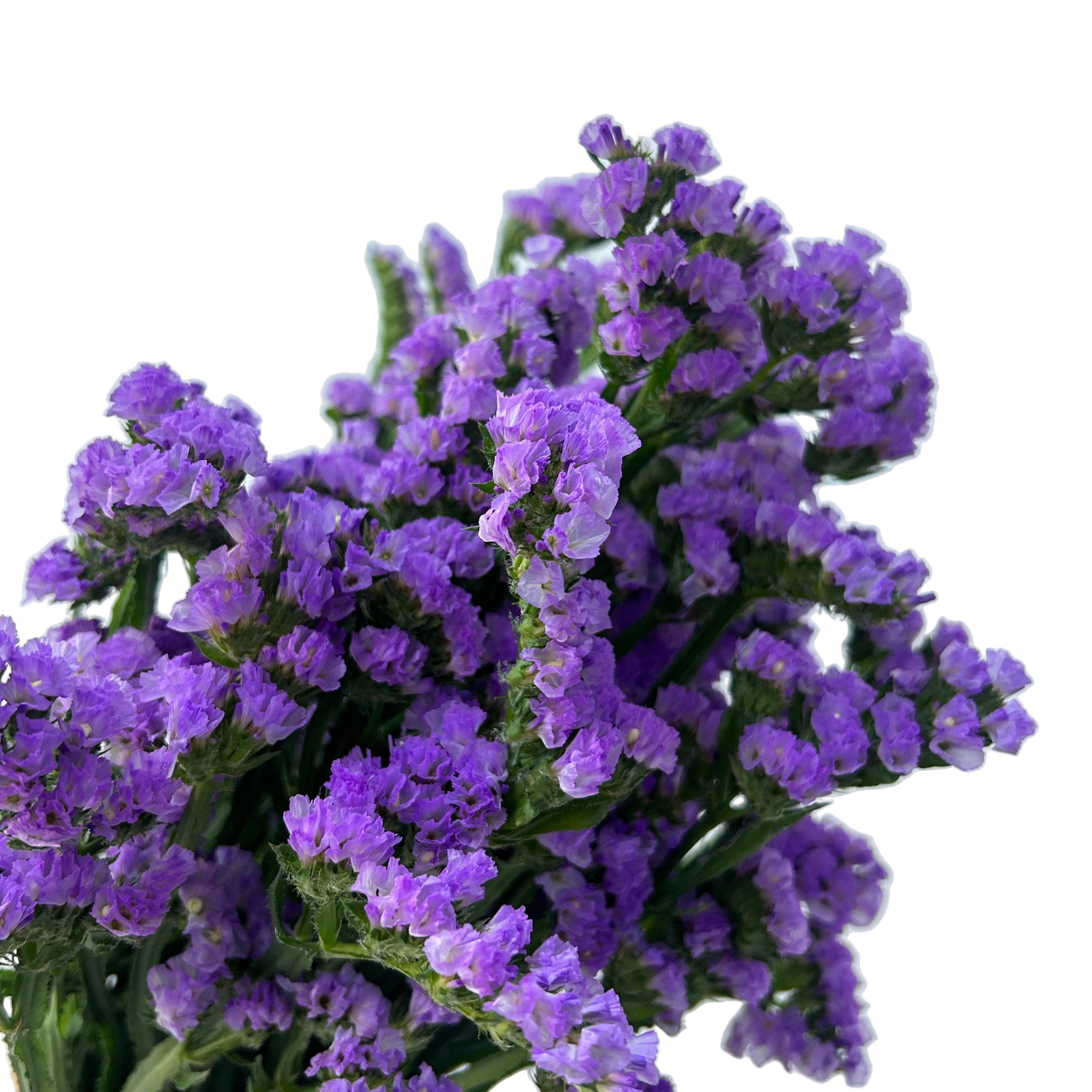 Bouquet of statice purple flowers against a light gray background