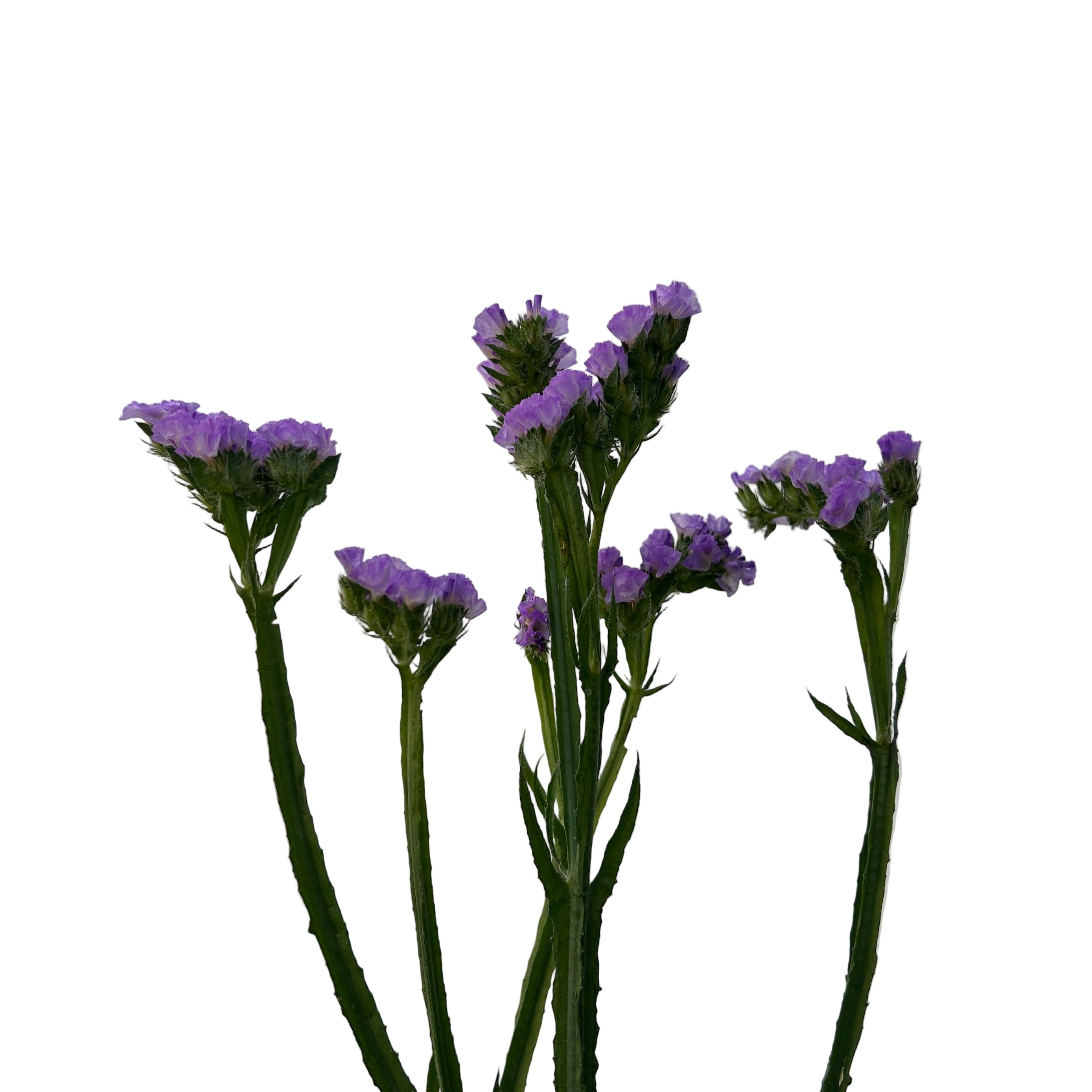 statice Purple flowers on green stems against a light gray background
