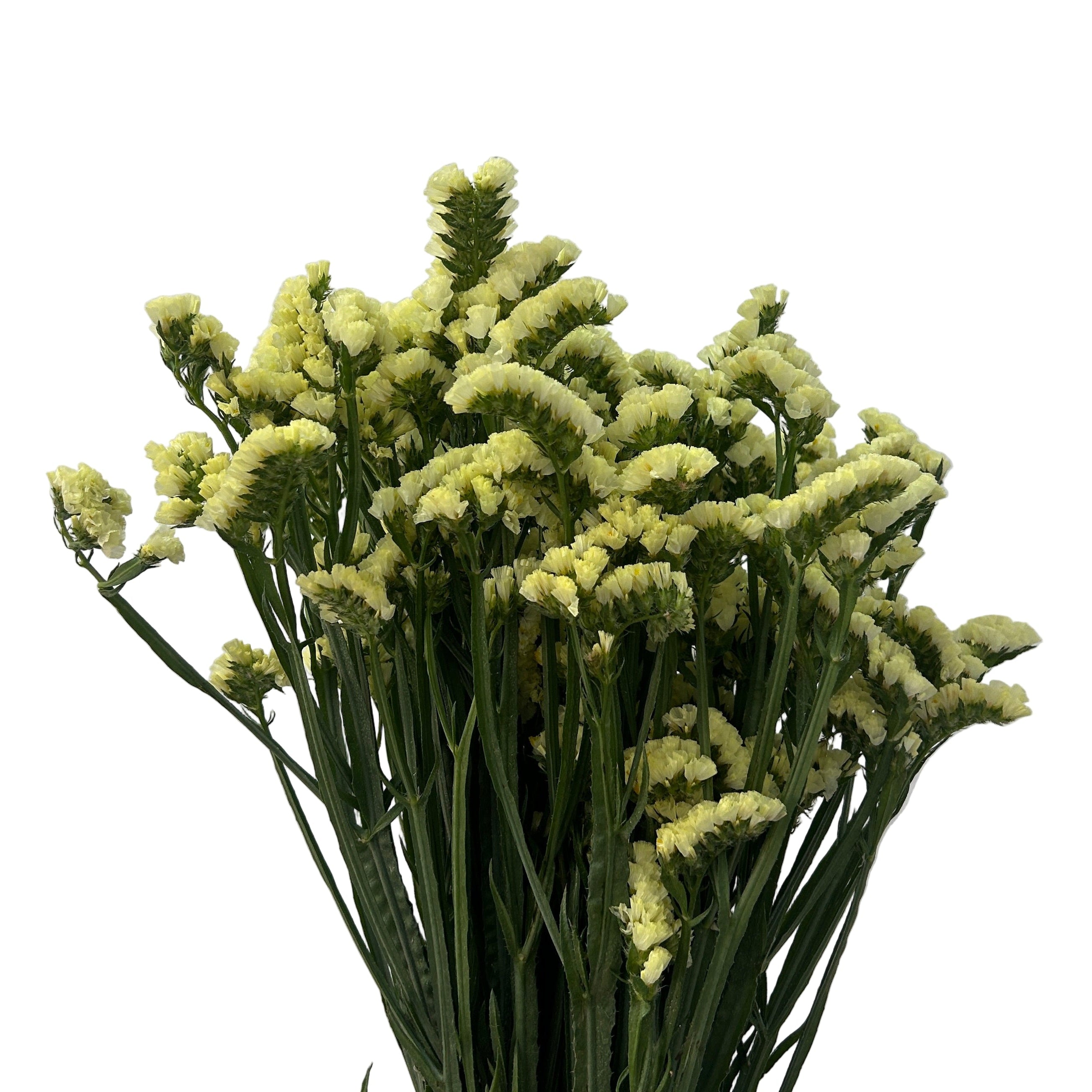 Bouquet of green flowers against a light gray background