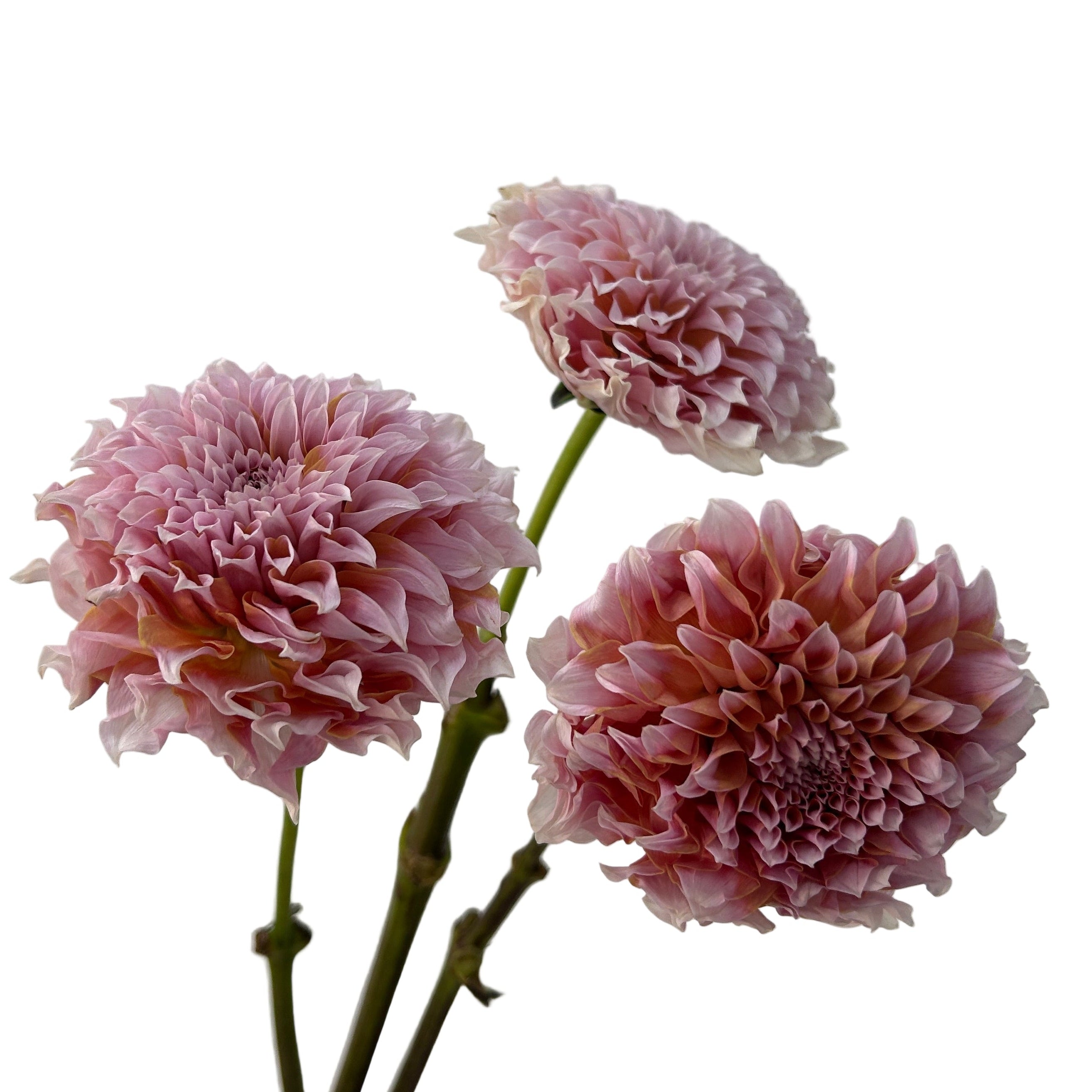 Three dahlia flowers on a light gray background