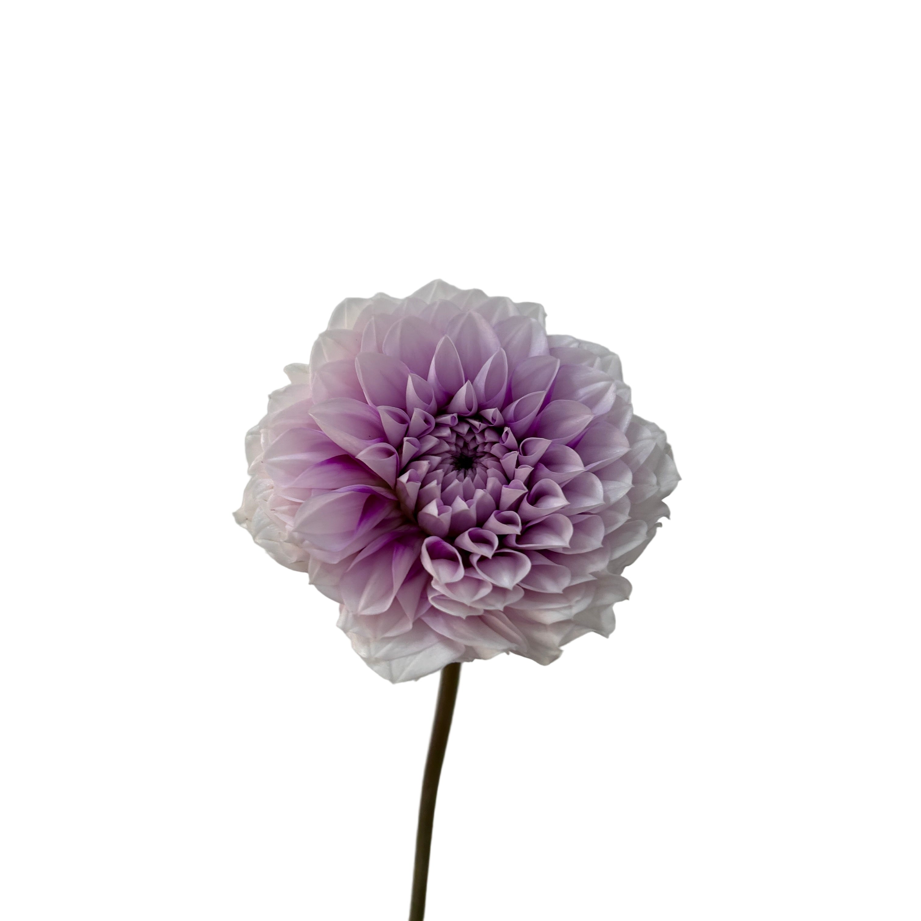 Single purple dahlia flower on a light gray background