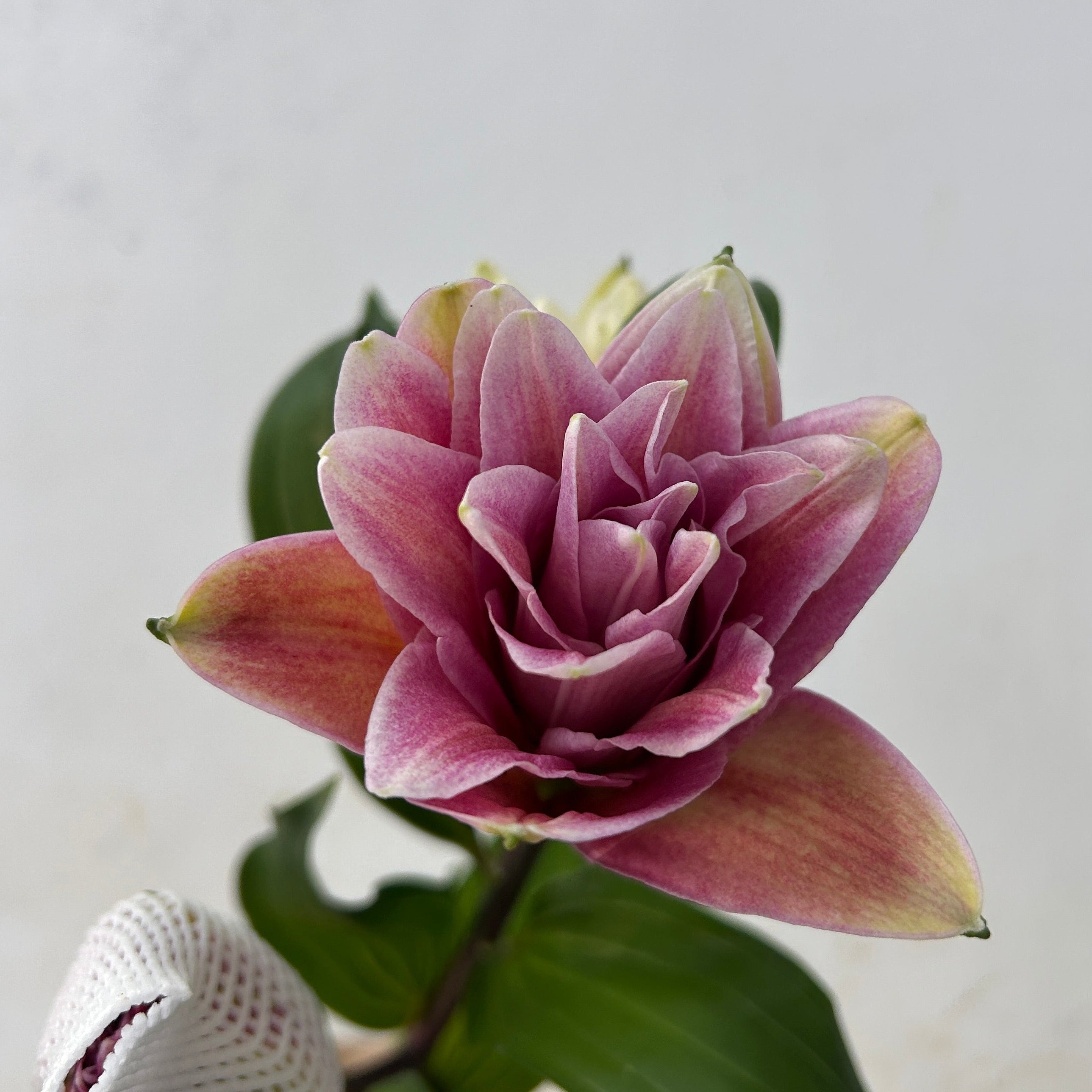 Close-up of a pink lily with green leaves on a light gray background