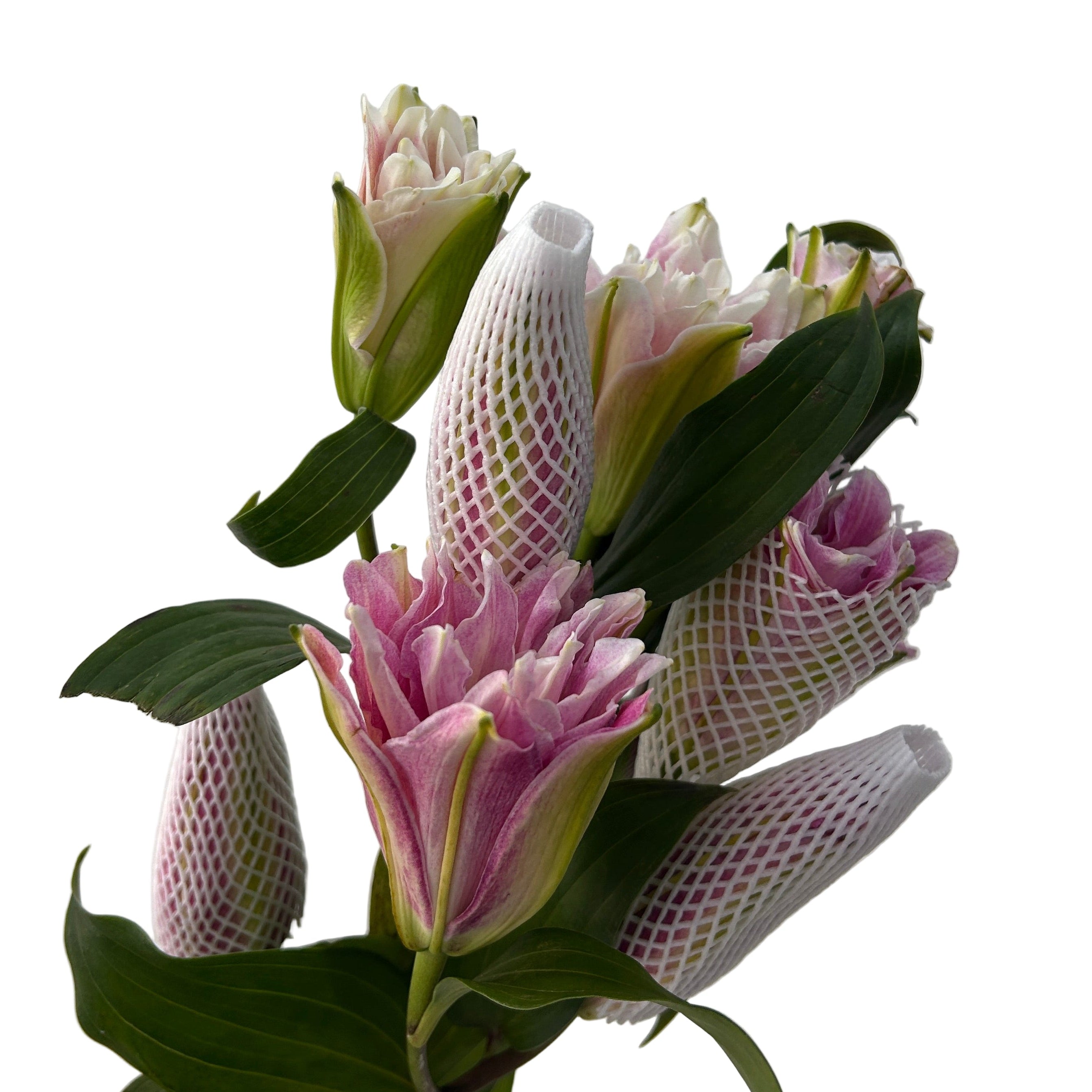 rose lily with green leaves and pink flowers on a light gray background