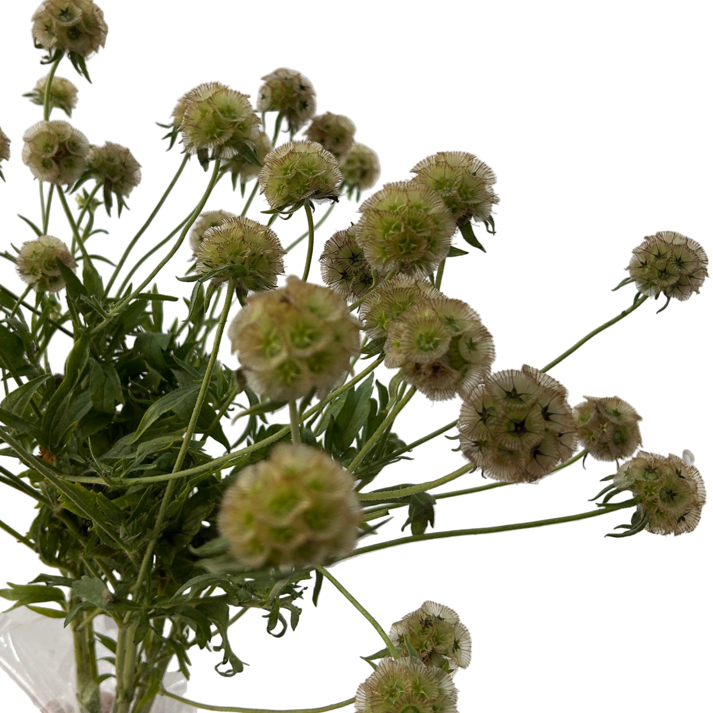 Scabiosa Pod