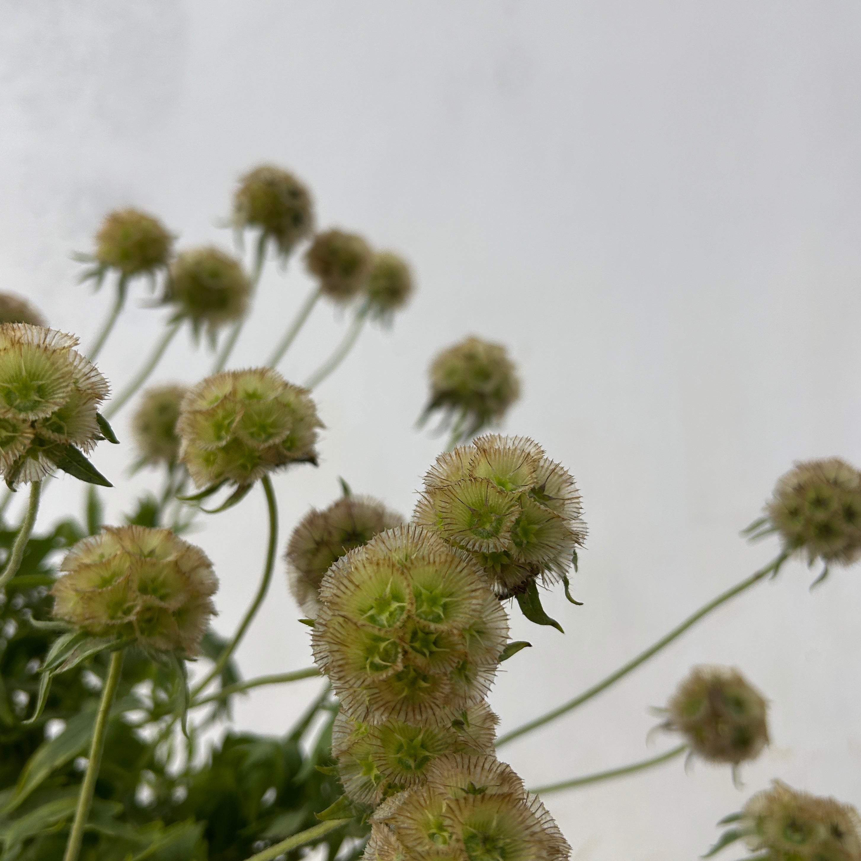 Close-up of green flowers with a blurred background