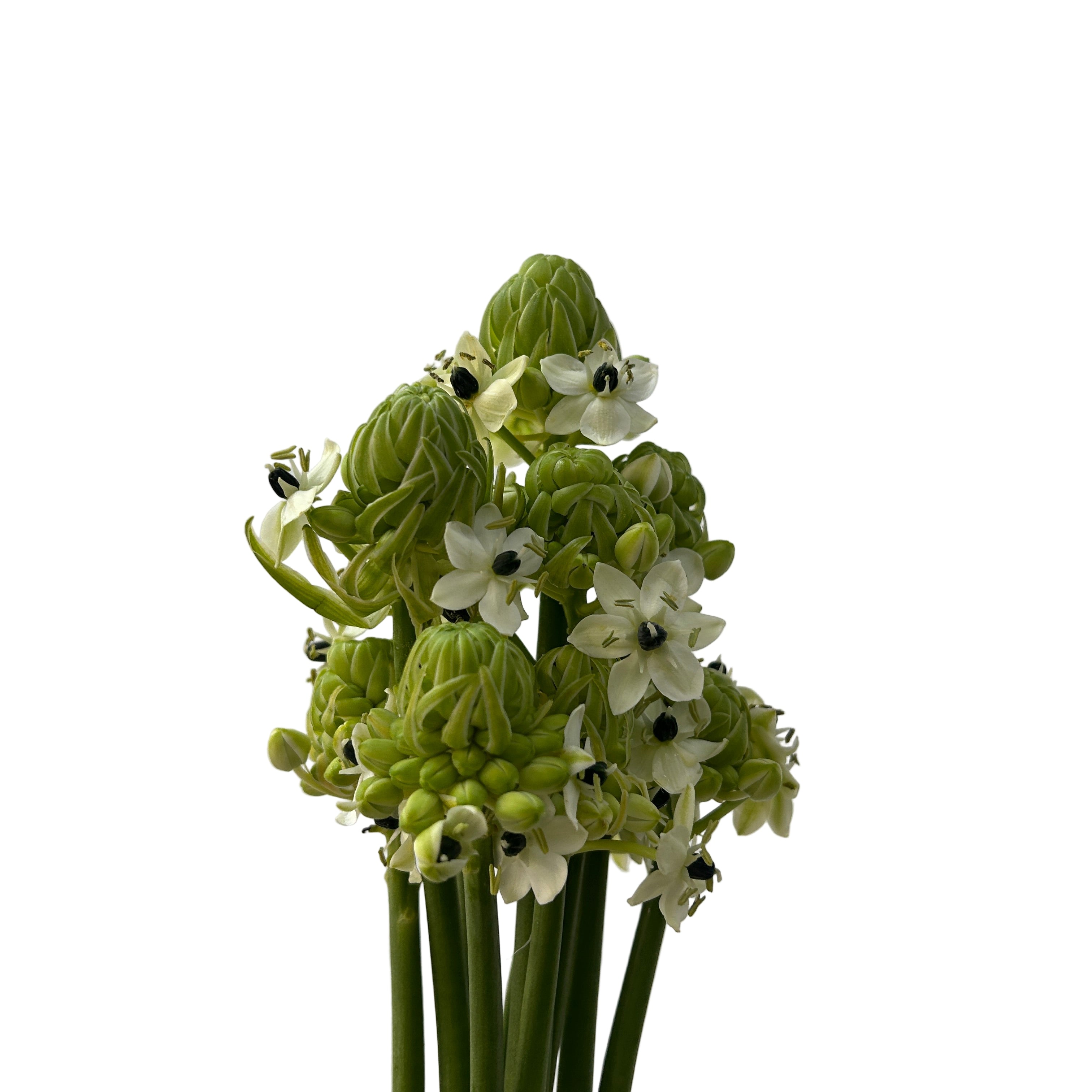 ornithogalum arabicum white flowers on a light gray background