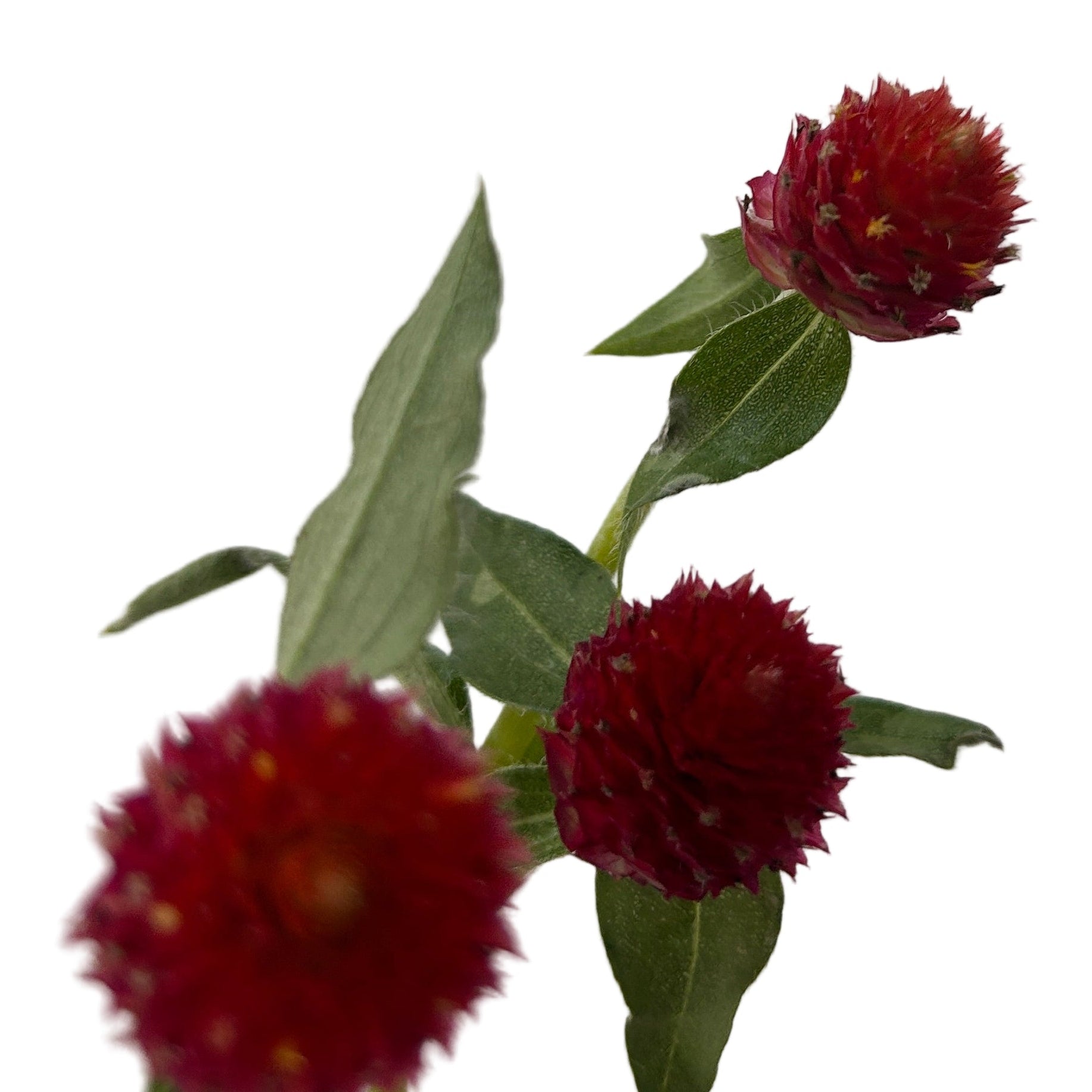 gomphrena red