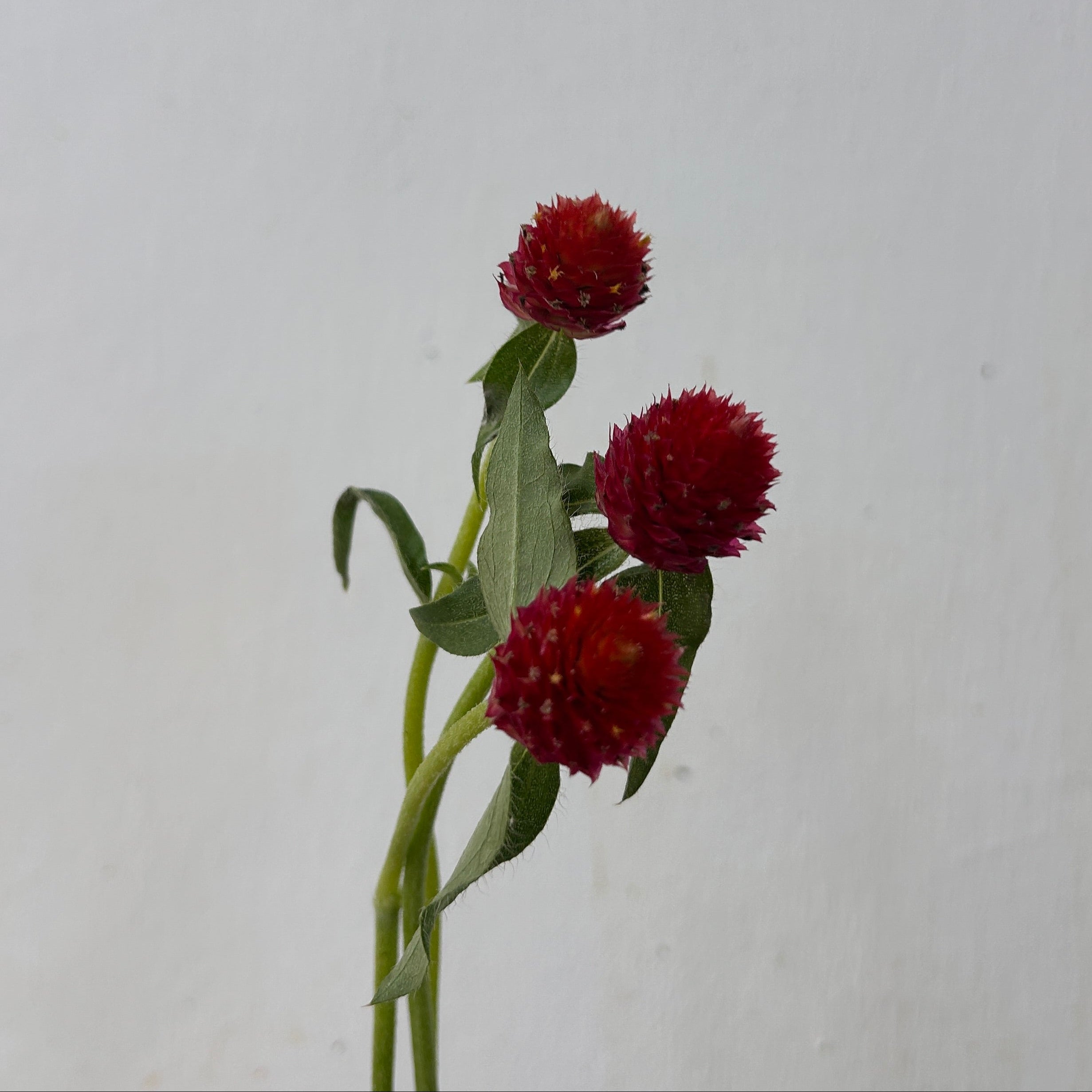 Gomphrena Red