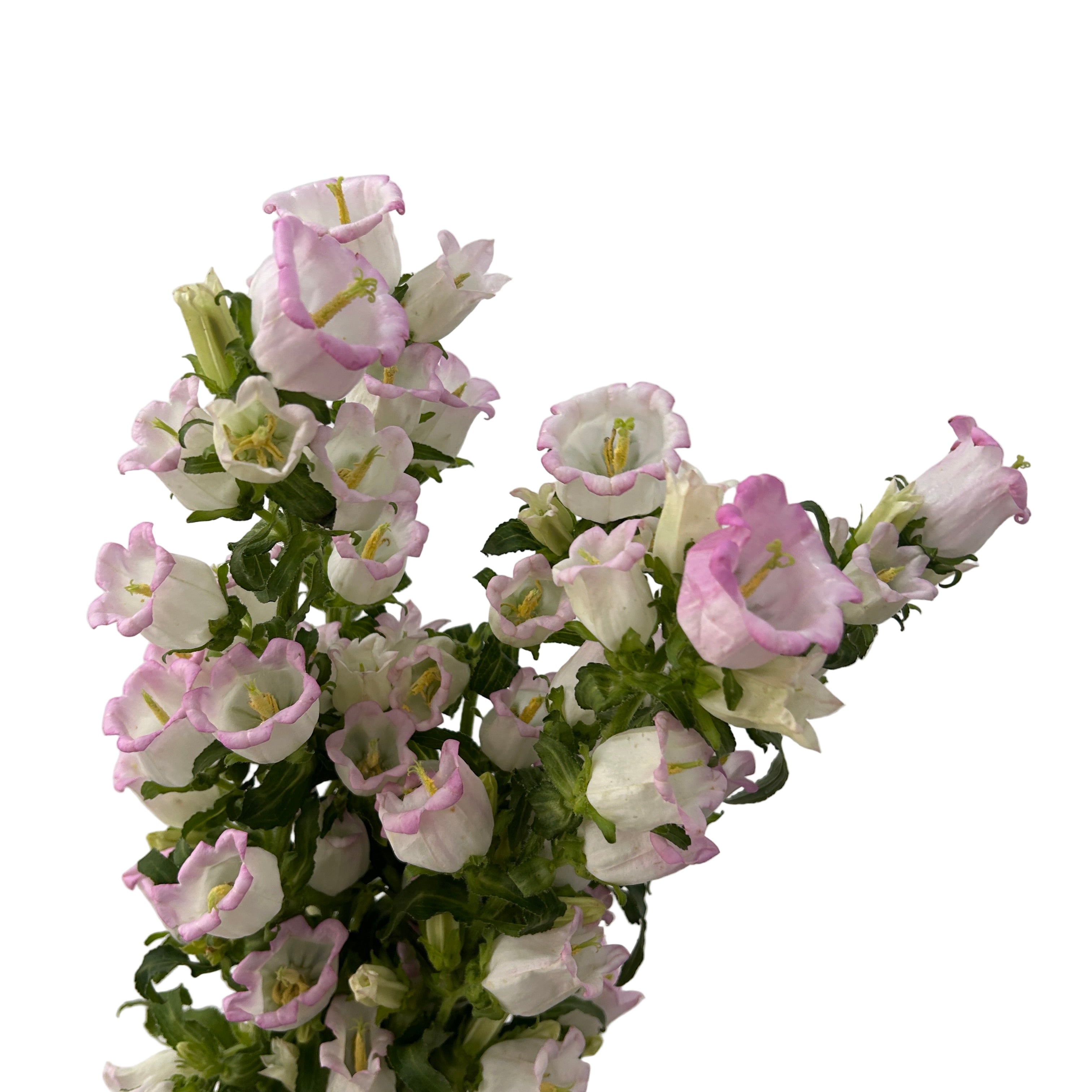 campanula flowers against a light gray background