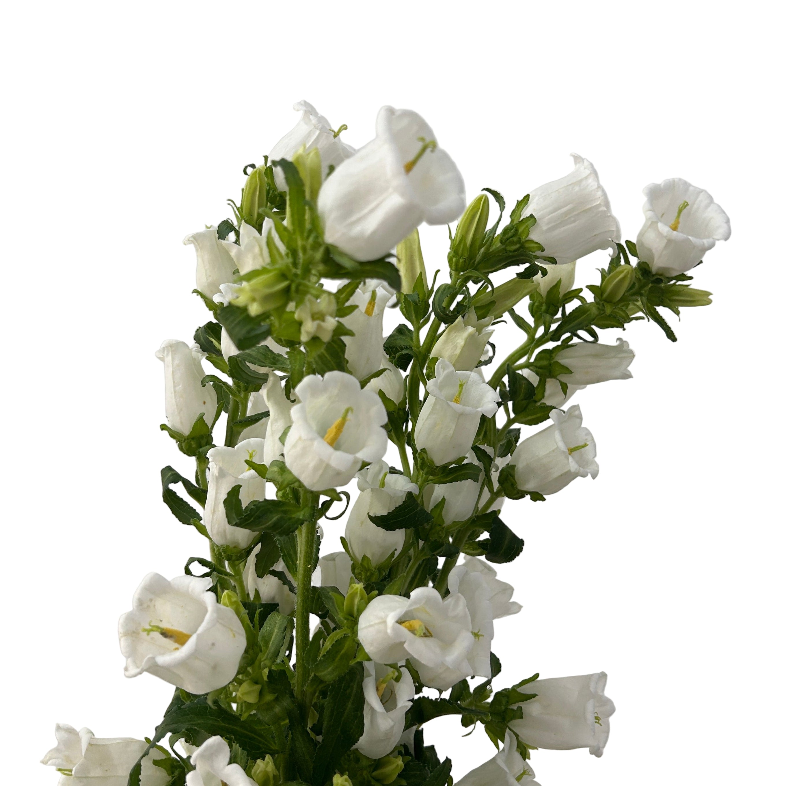 Bouquet of white campanula flowers with green stems against a light gray background