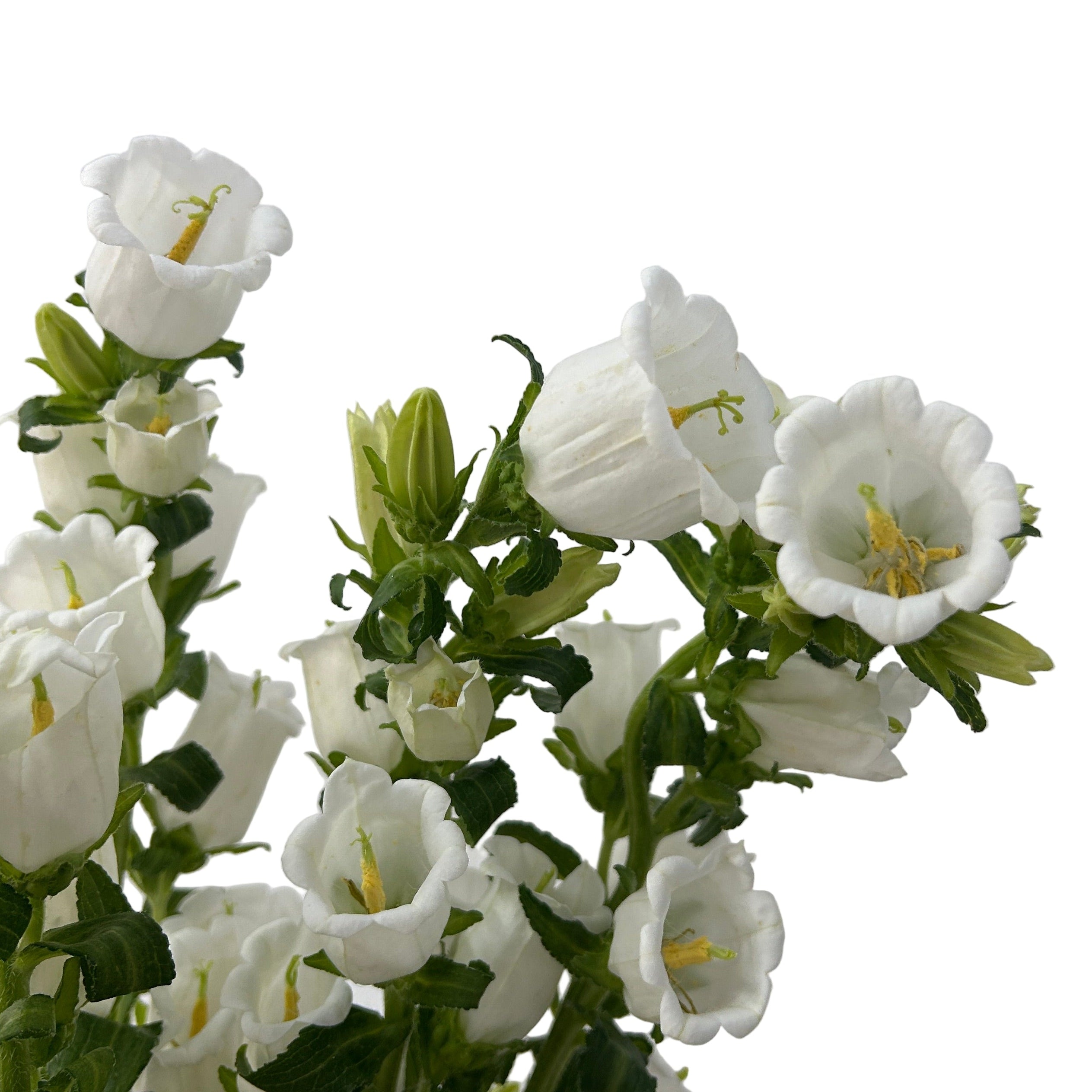 White flowers with green stems against a light gray background