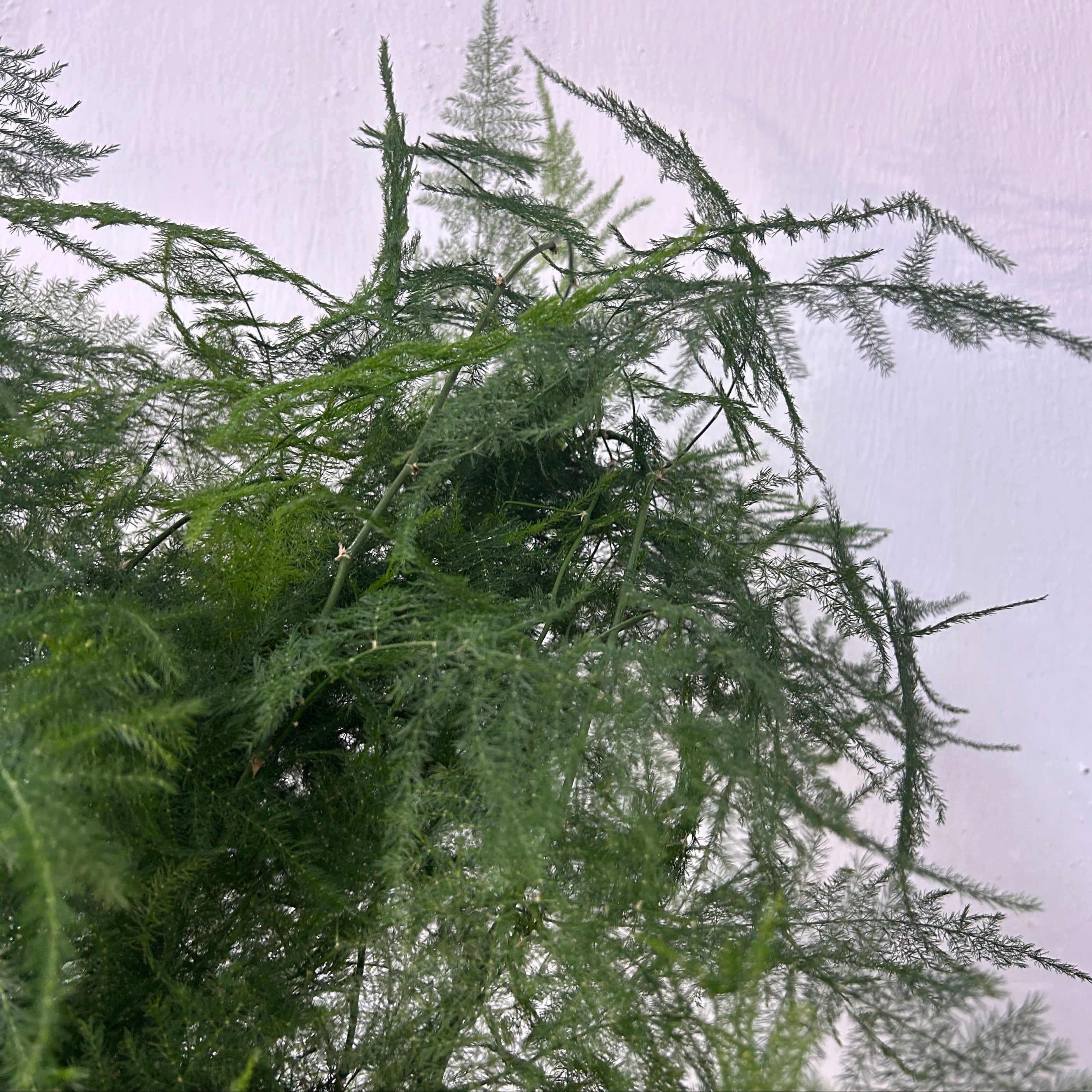 Tall green tree against a light gray wall