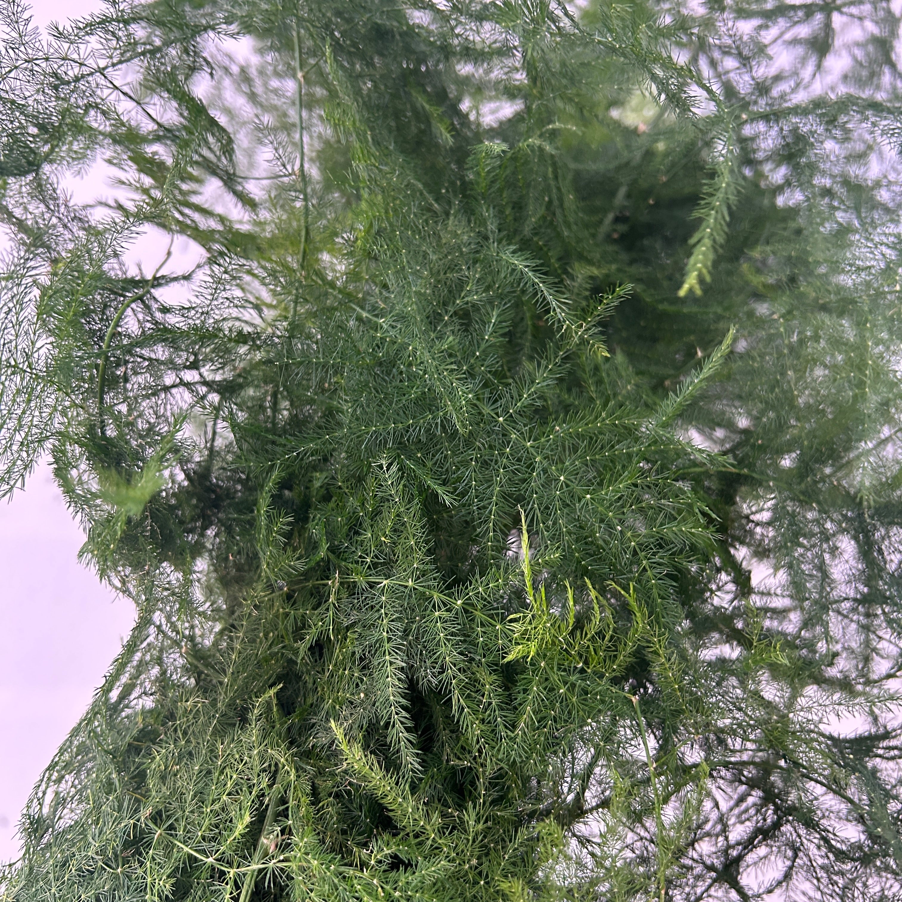 Close-up of a coniferous tree with a blurred background