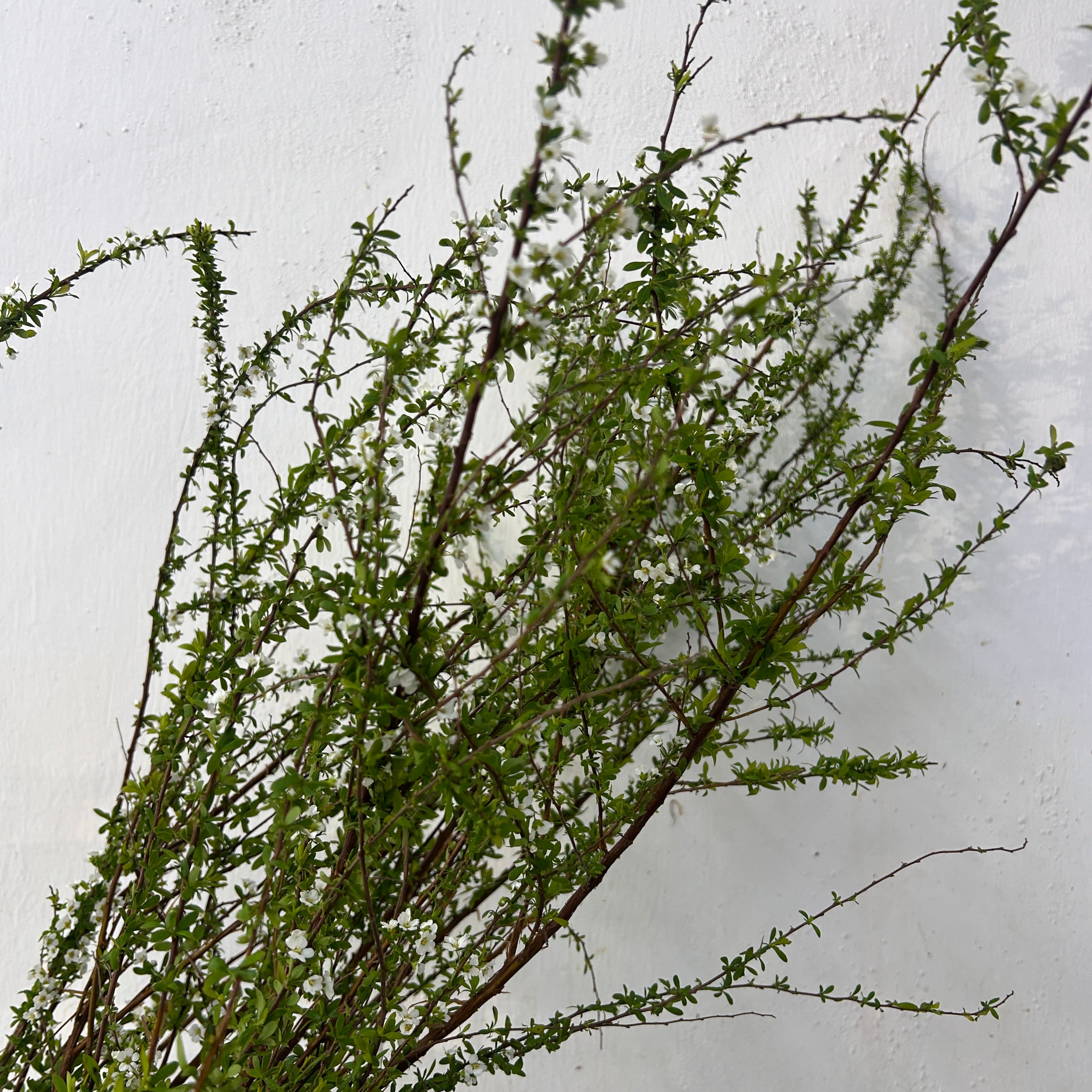 Green tree branches against a light gray background