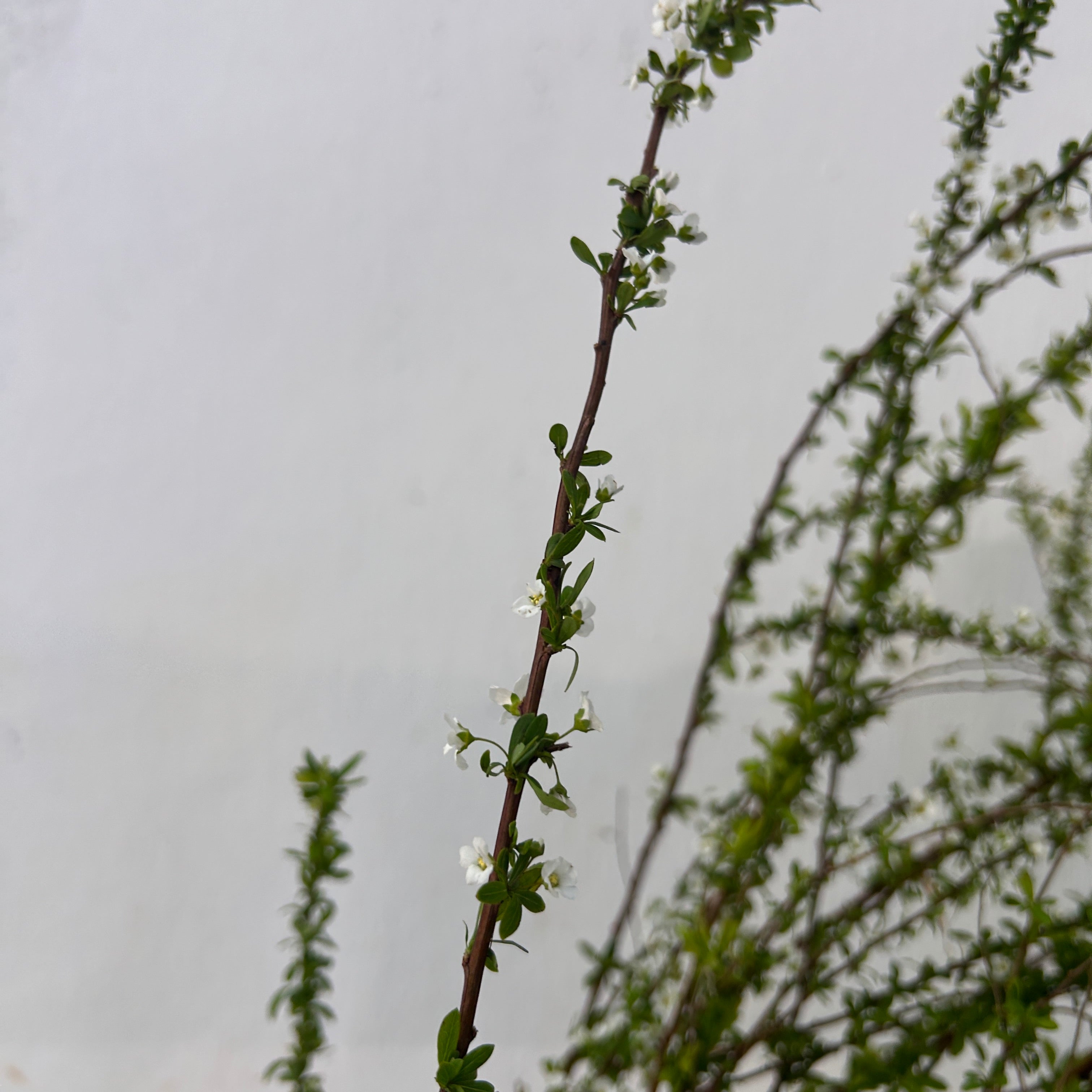 Thin branch with small white flowers against a blurred background