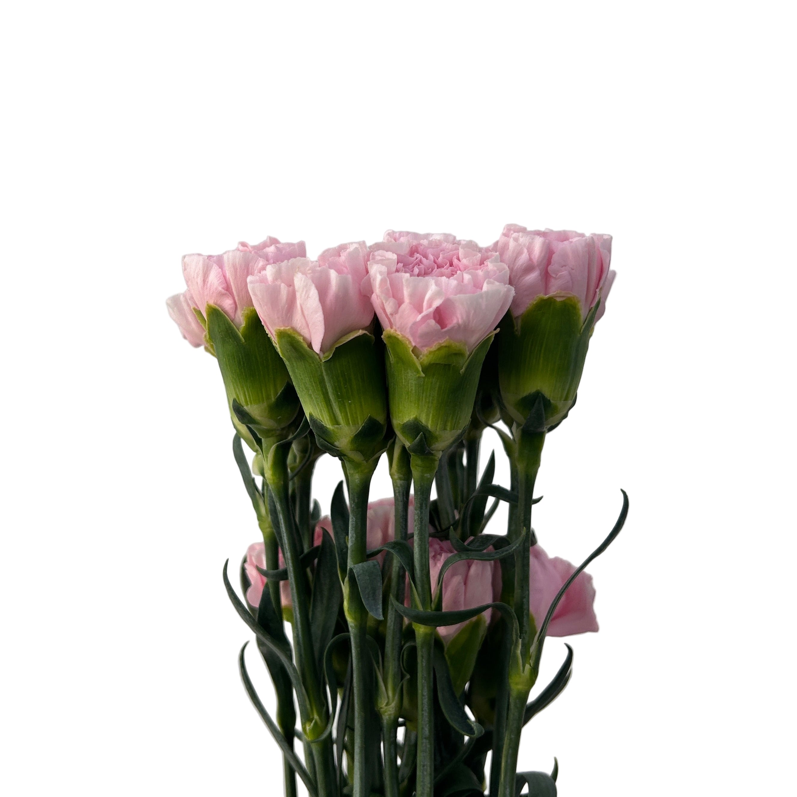 Bouquet of pink flowers with green stems on a light gray background
