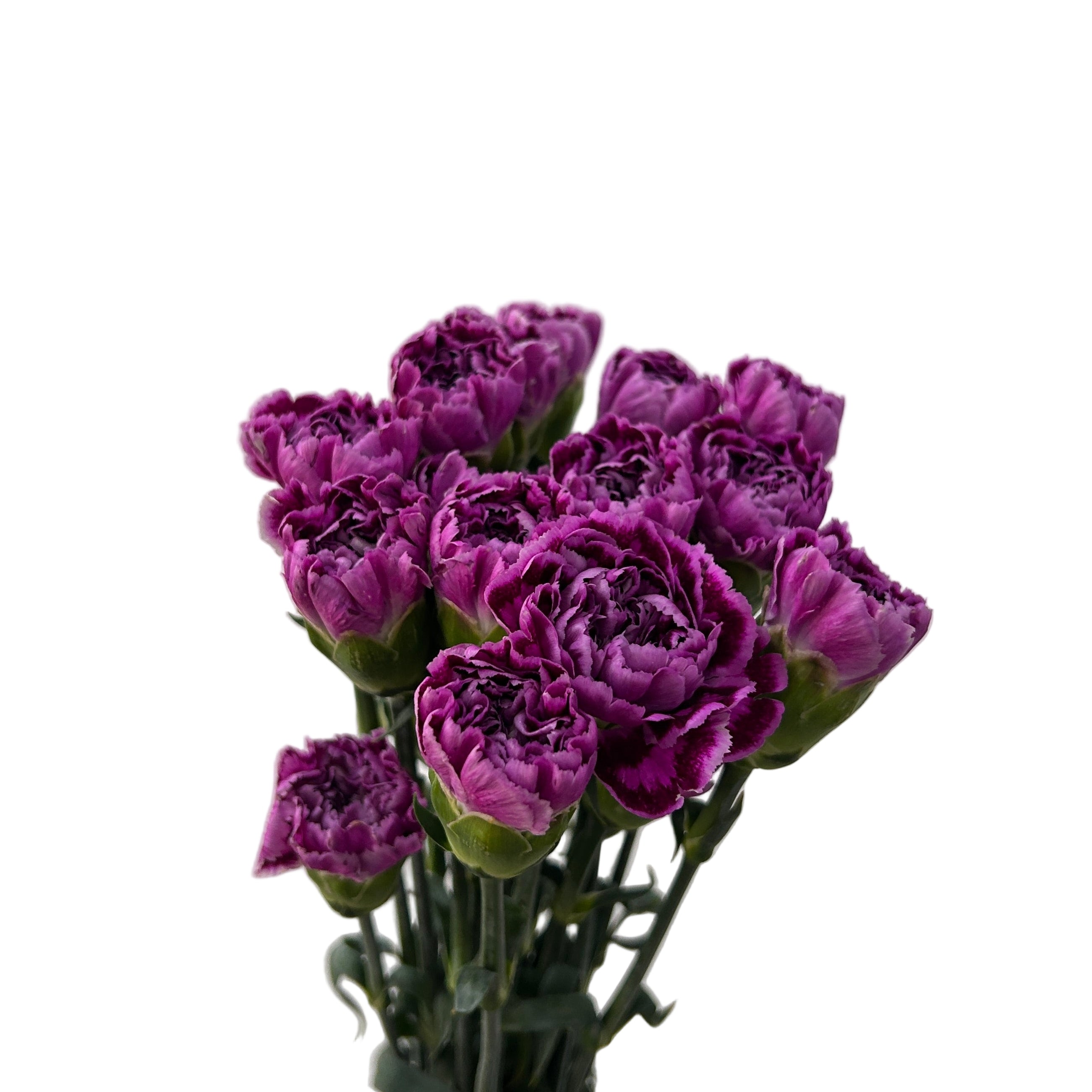 Bouquet of purple carnation on a light gray background