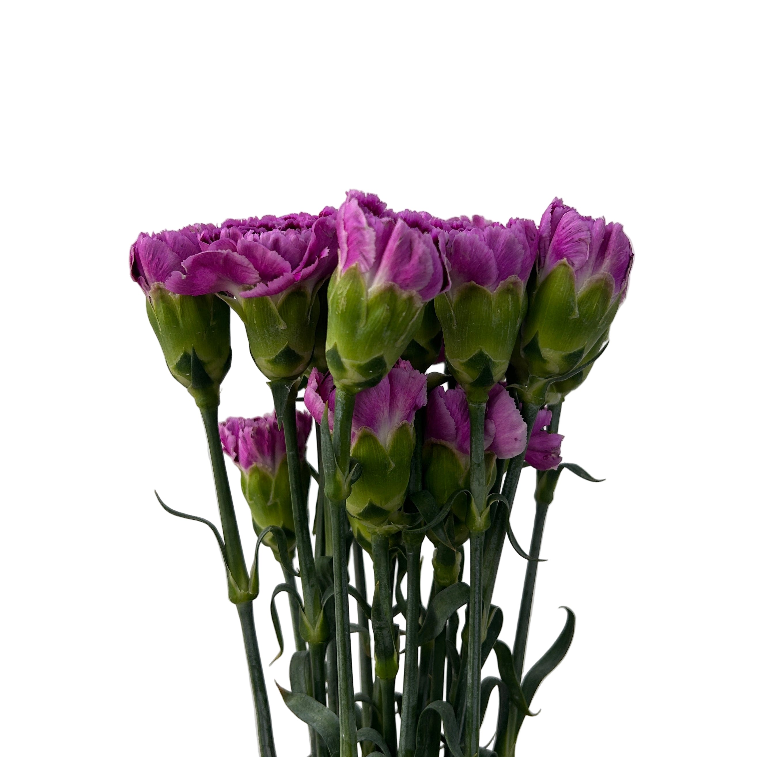 Bouquet of purple carnation with green stems on a light gray background