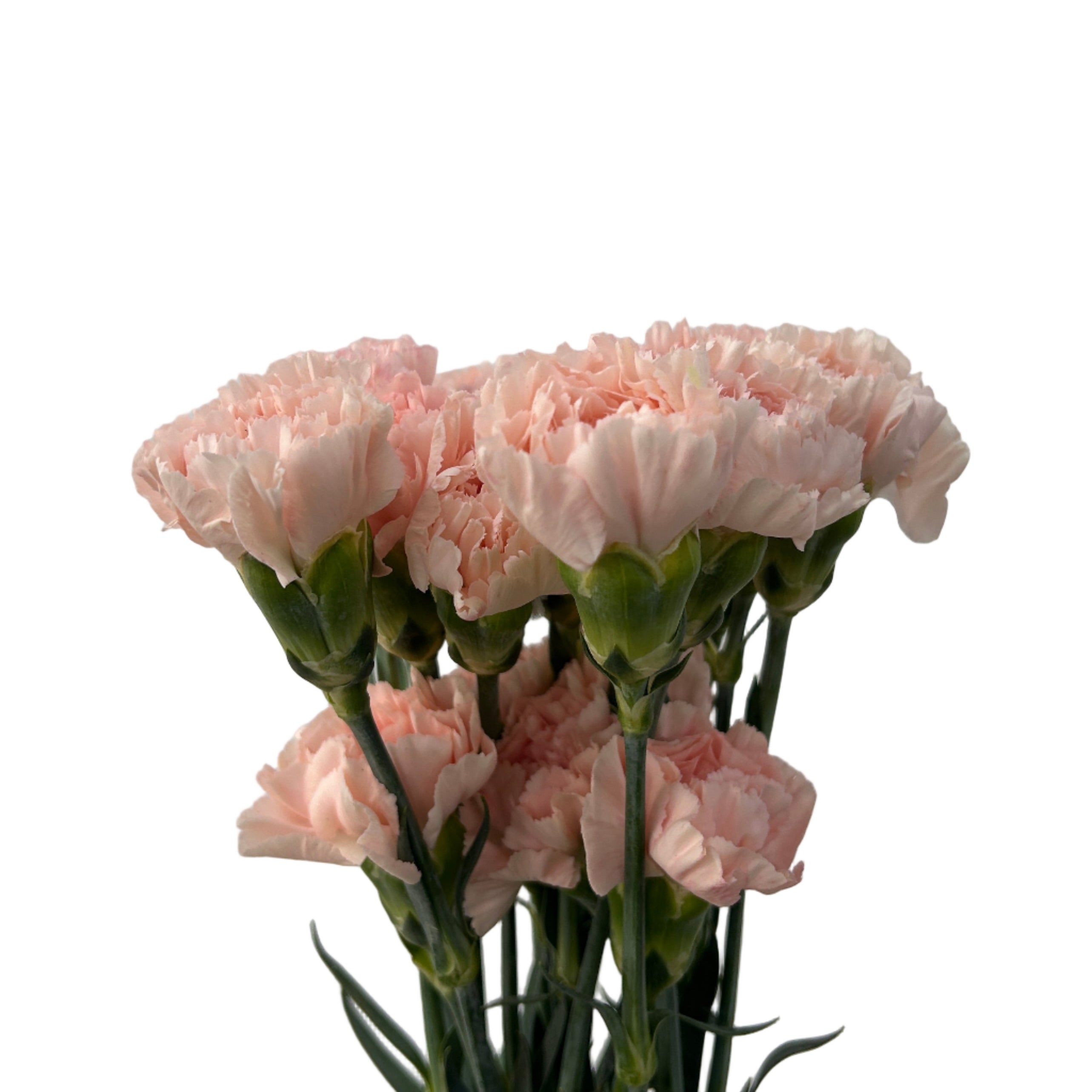 Bouquet of peach carnations against a light gray background
