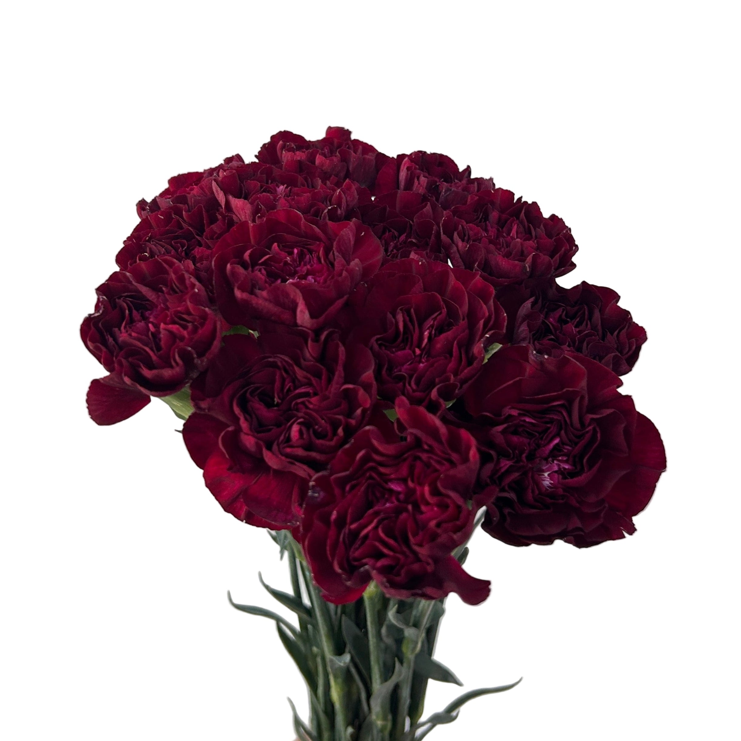 dark red maroon carnation
