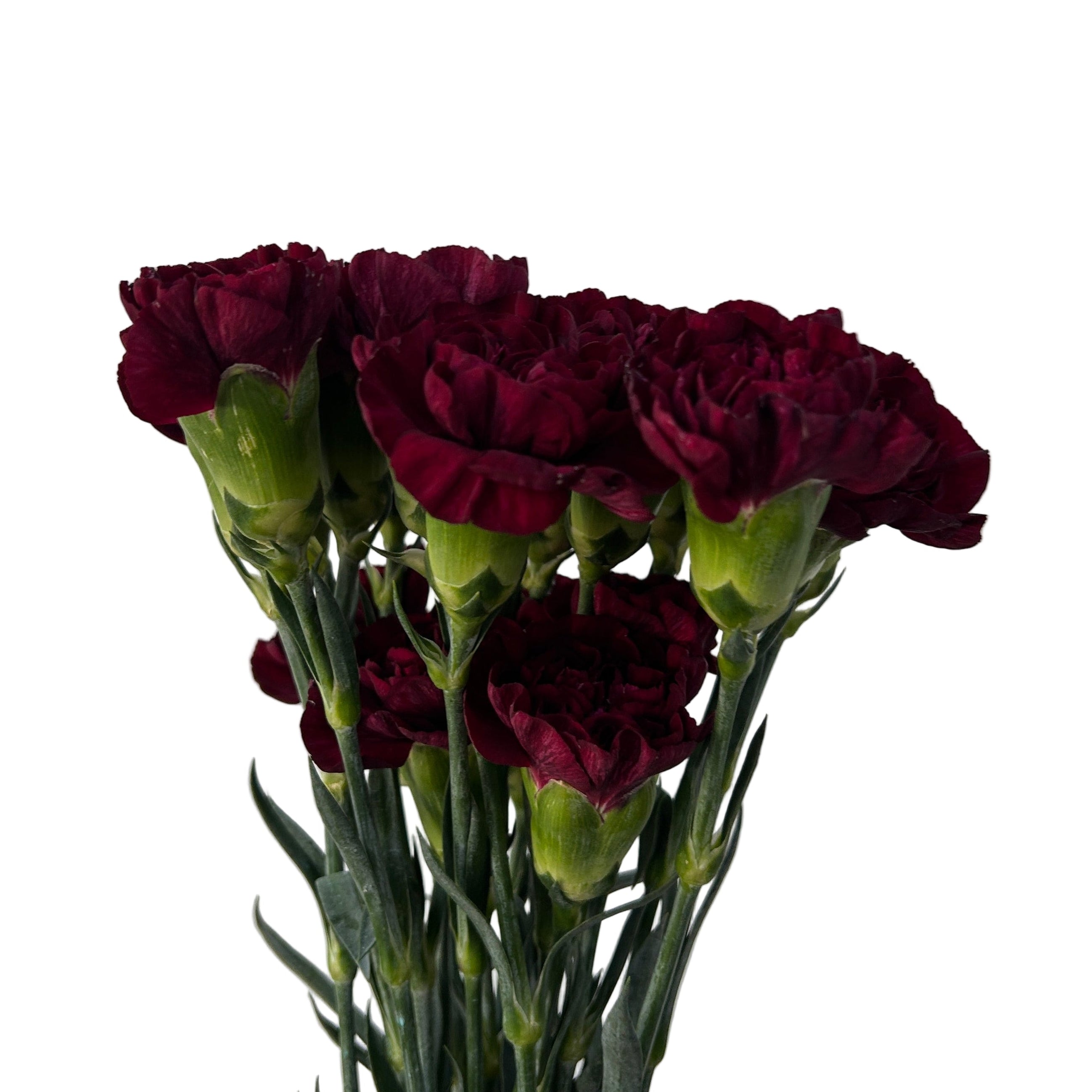 Bouquet of dark red carnations on a light gray background