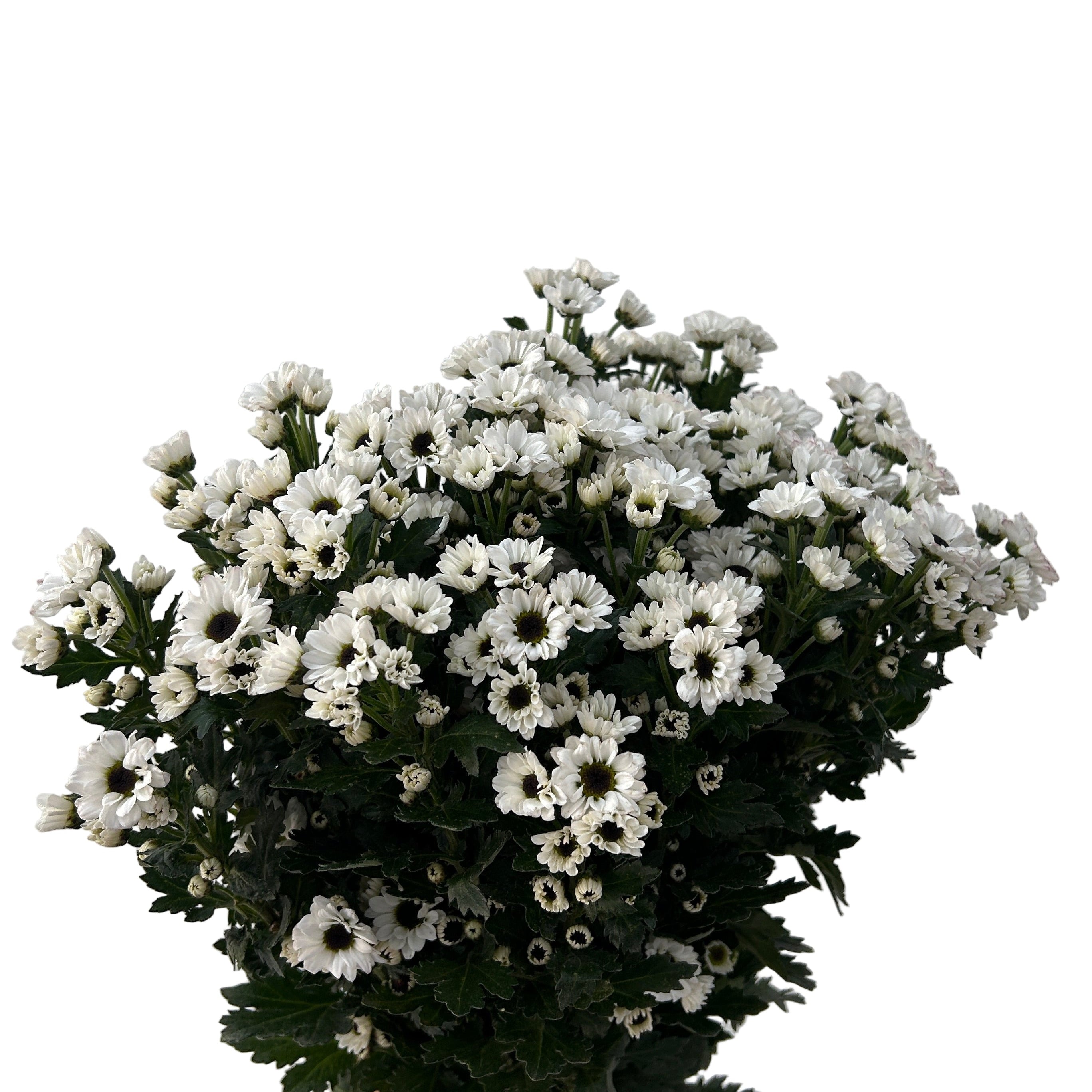 Bouquet of white flowers with green leaves against a light gray background