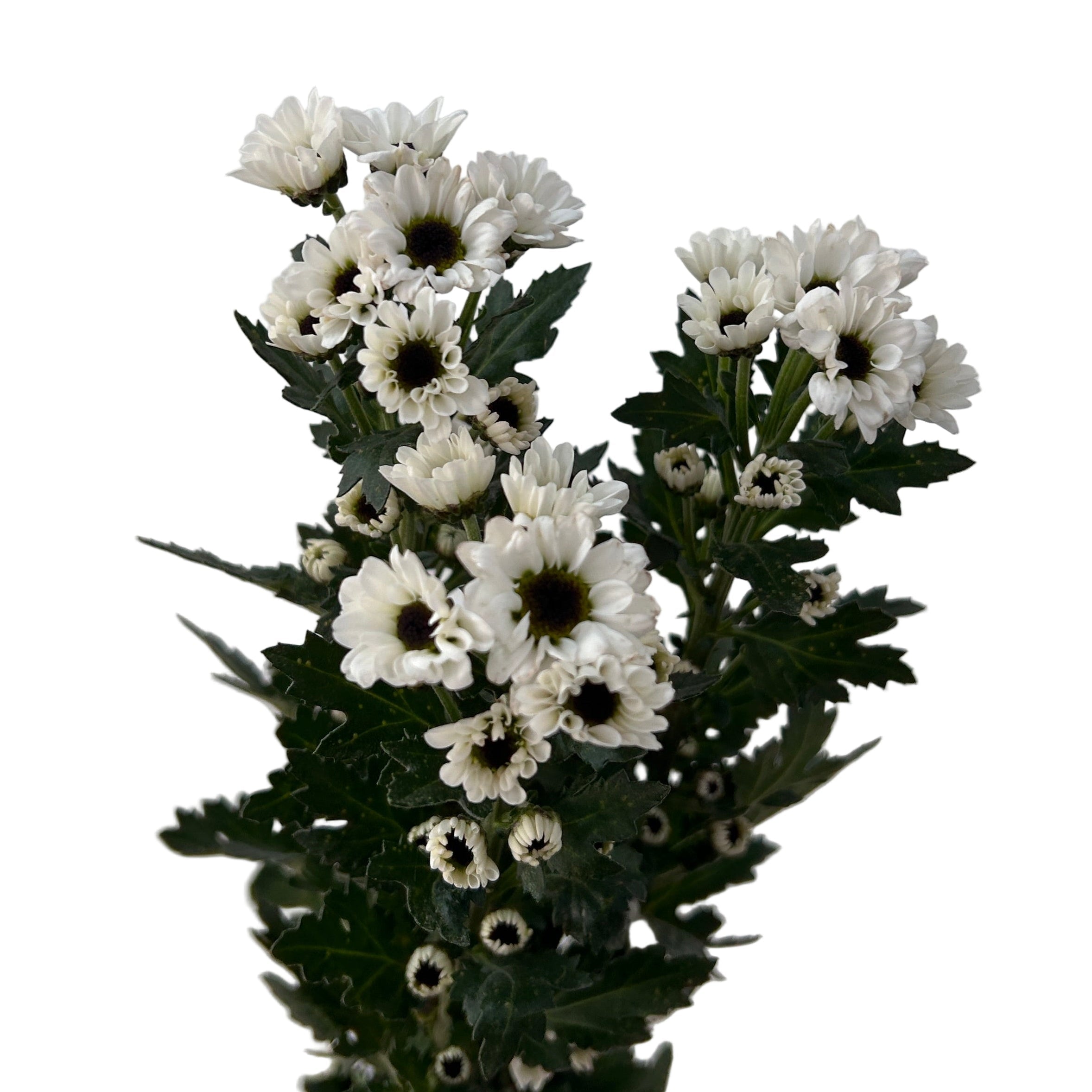 Bouquet of white flowers with green leaves on a light gray background