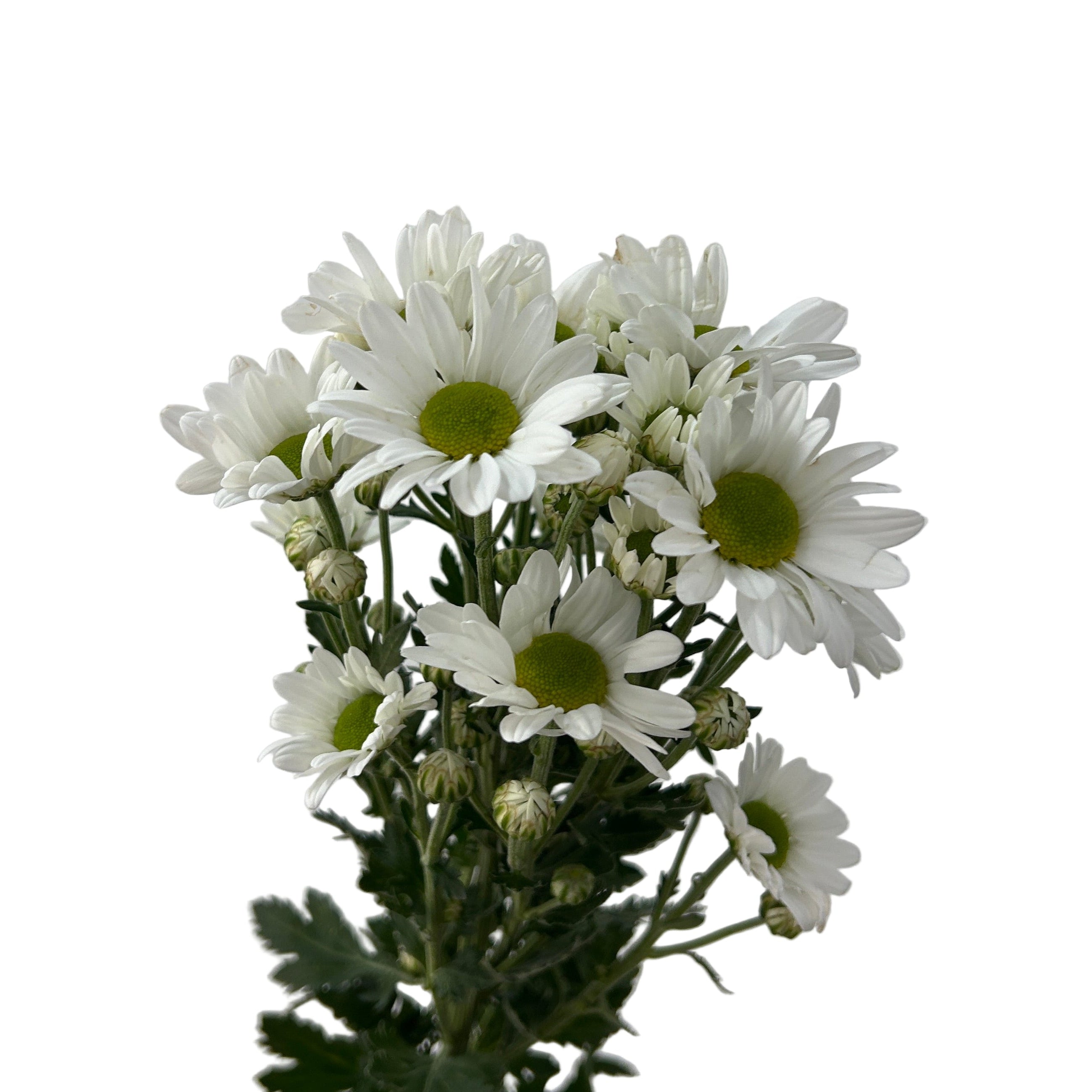Bouquet of white flowers with green centers against a light gray background