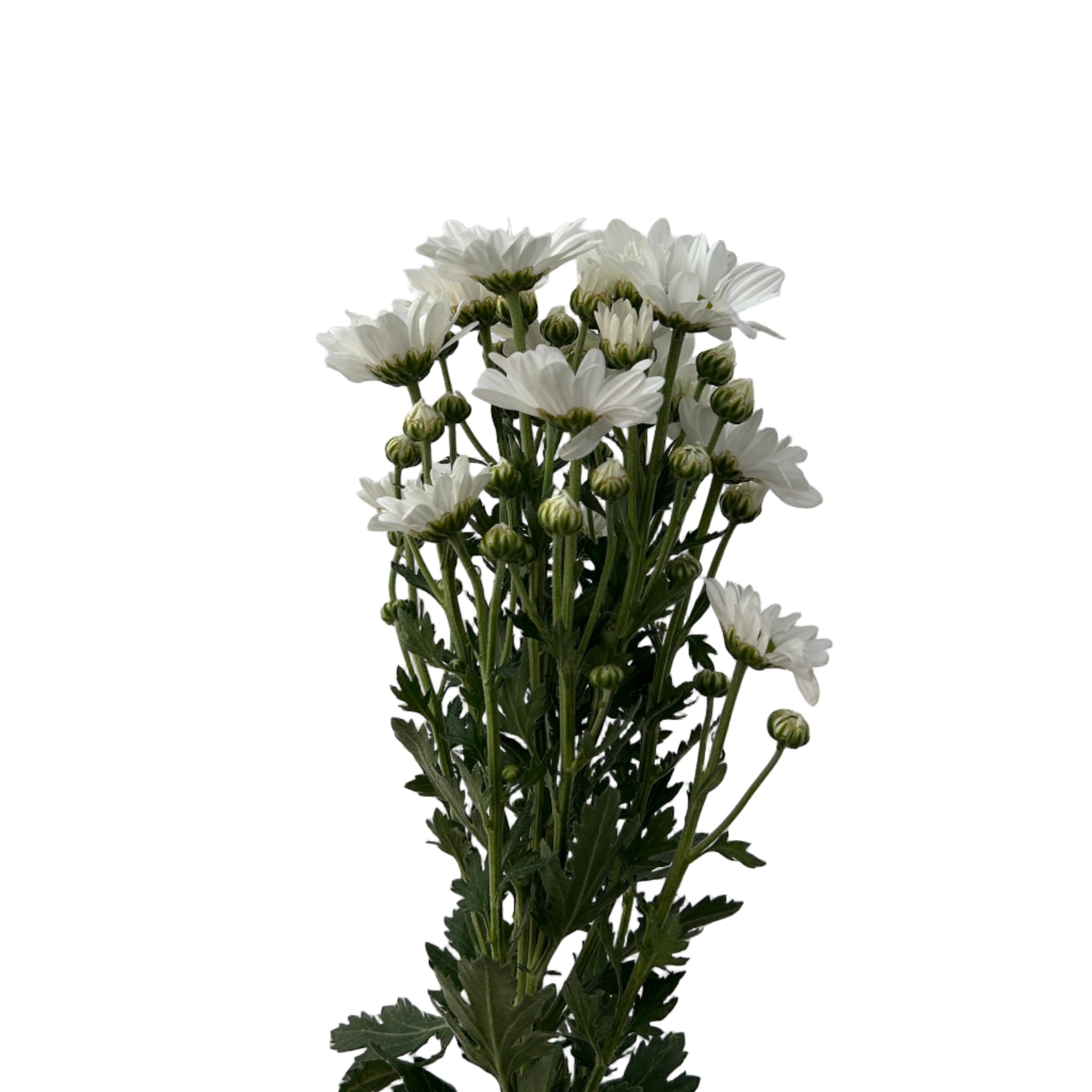 Bouquet of white flowers with green stems against a light gray background