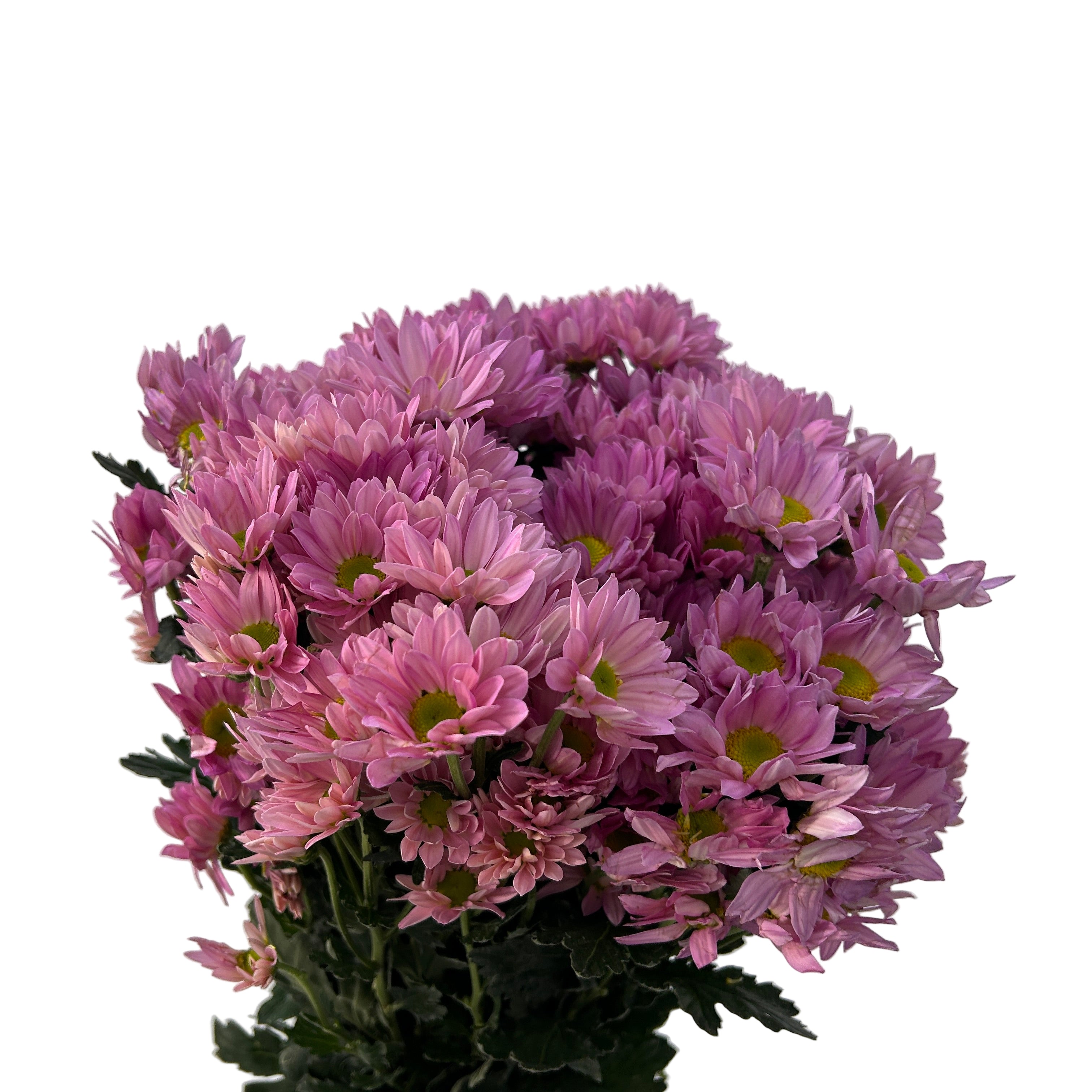Bouquet of pink chrysanthemum flowers on a light gray background