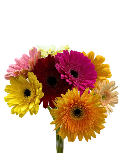 Colorful gerbera daisies bouquet with pink, yellow, orange, and red flowers on white background