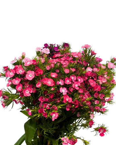 Bouquet of pink Dianthus flowers with green foliage on white background