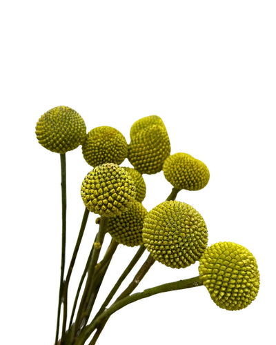 Yellow billy button craspedia flowers with round heads on stems, isolated on white background