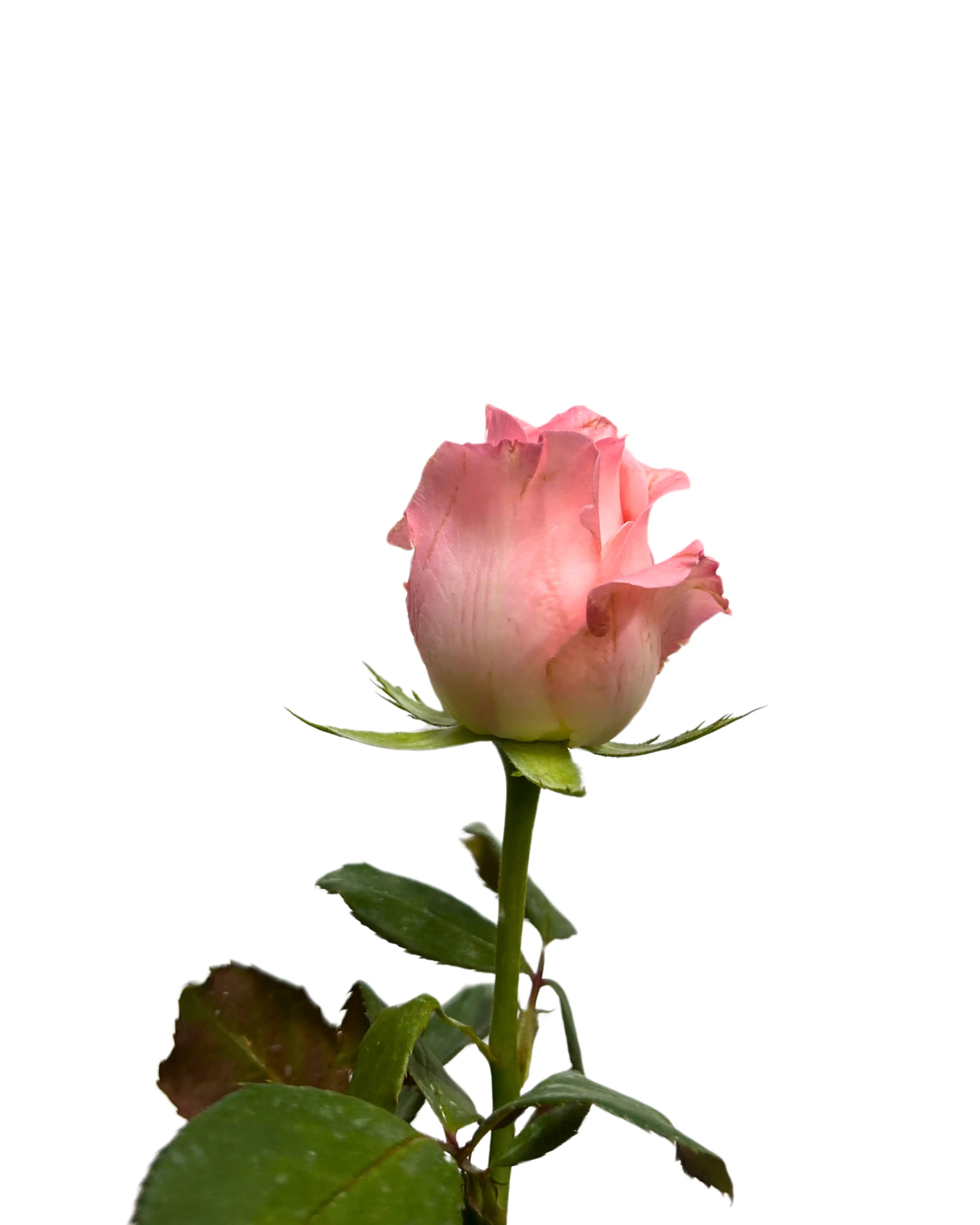 Rose Baby Pink 10 Stems