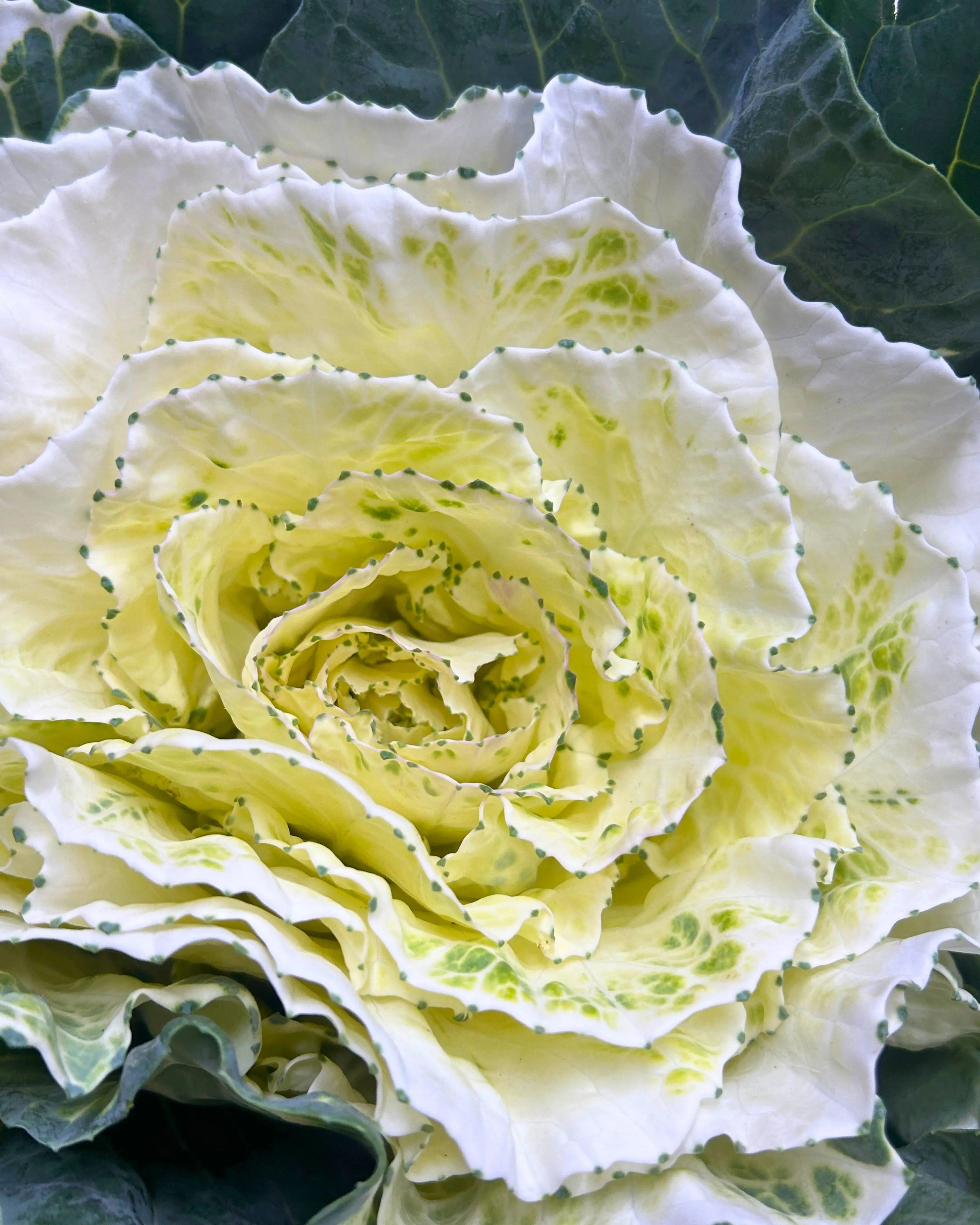 Brassica White Stem