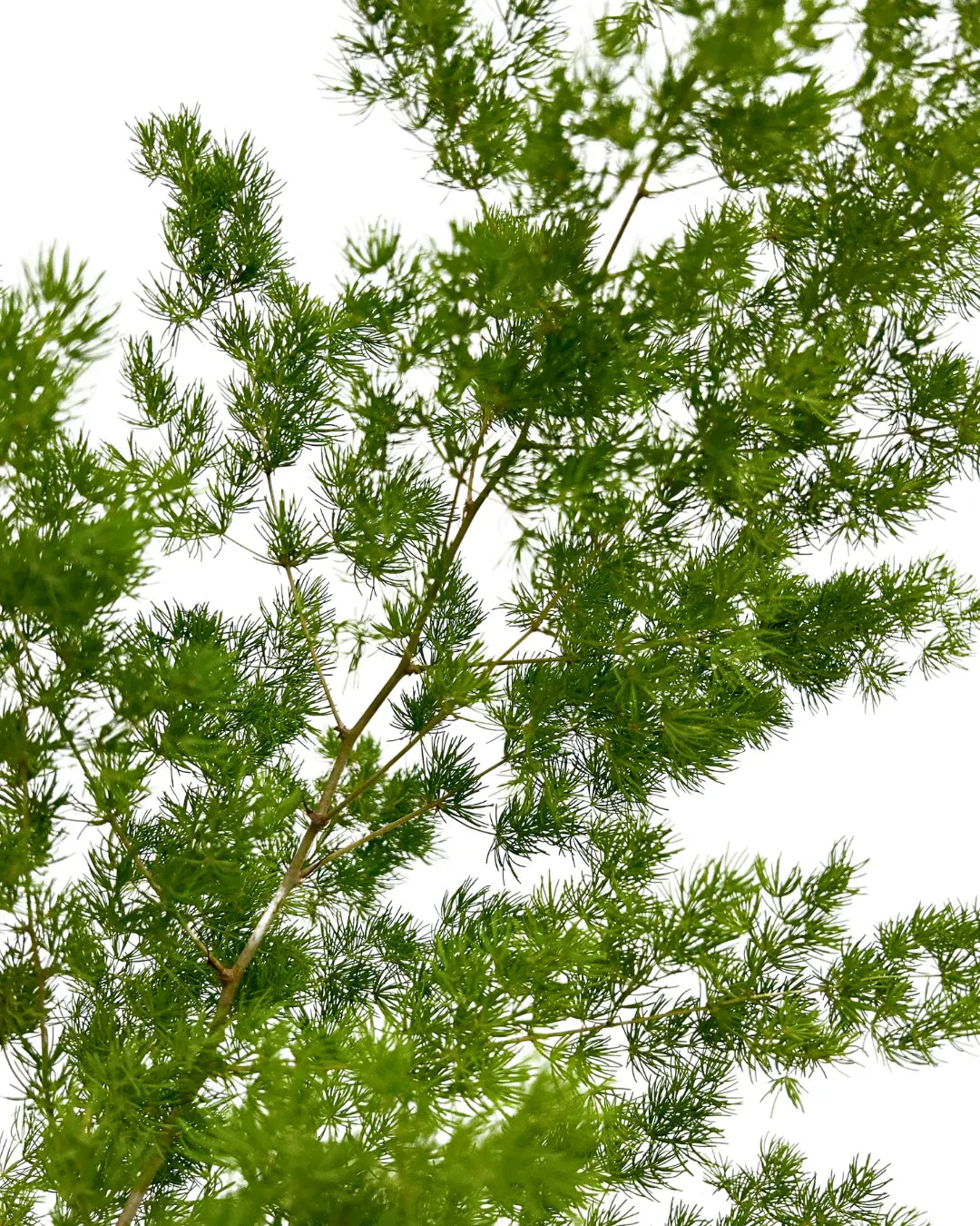 fish leaf
