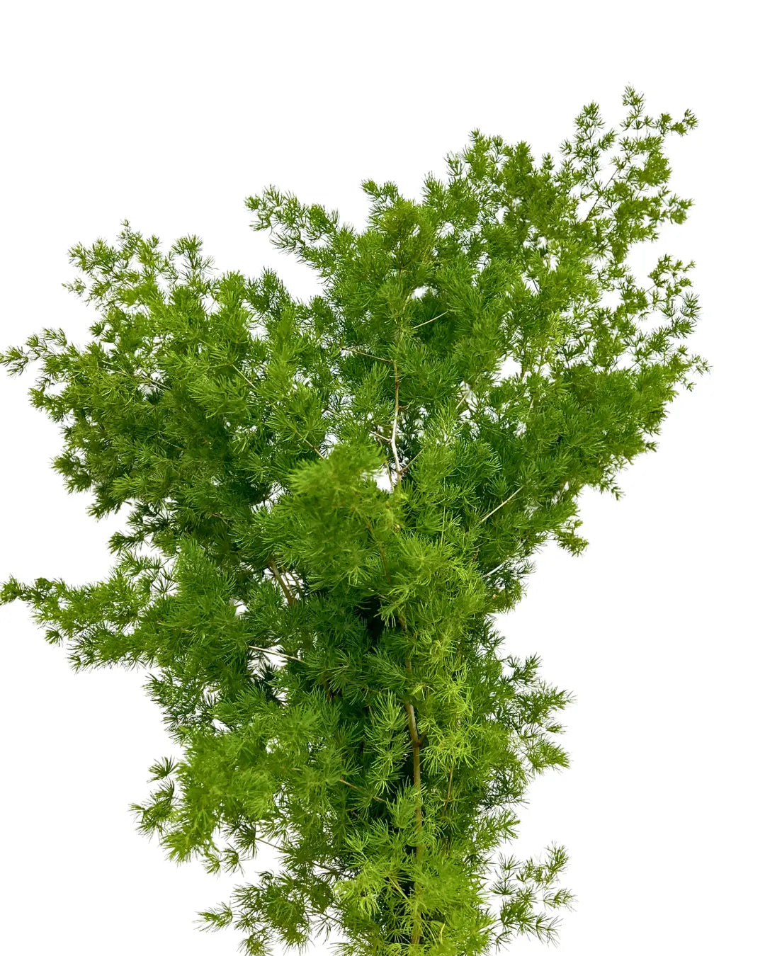 fish leaf