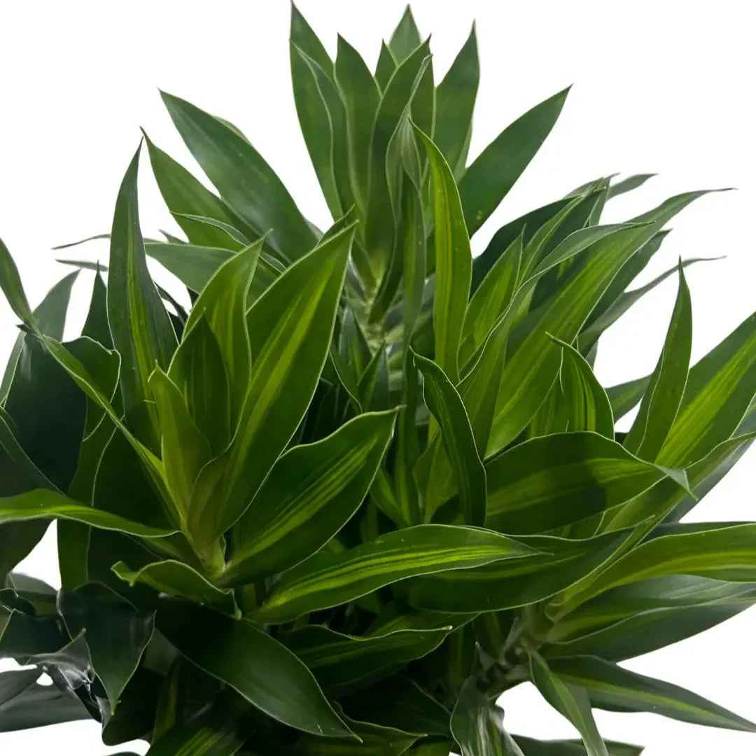 dracaena malaysia SOJ Song of Jamaica | Buy Song of Jamaica Leaf Malaysia