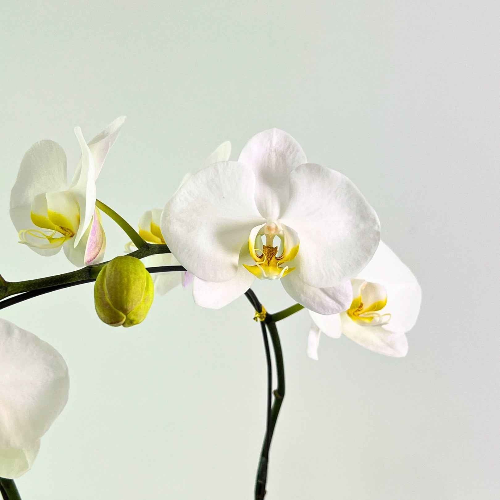 Murni White Phalaenopsis Orchid Pot