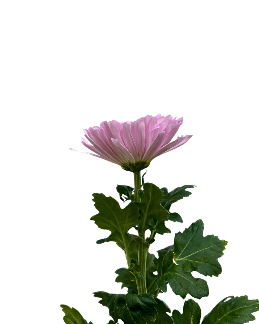 chrysanthemum mum jimba mum anatasia pink