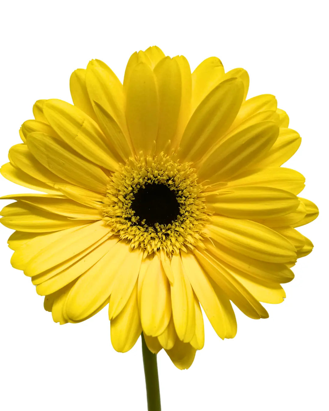 Gerbera Yellow 10 stems