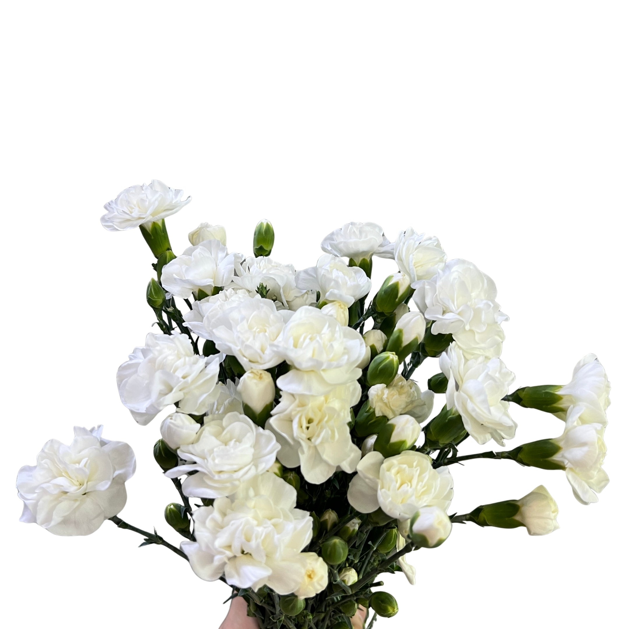 Carnation Spray White - Century Flower