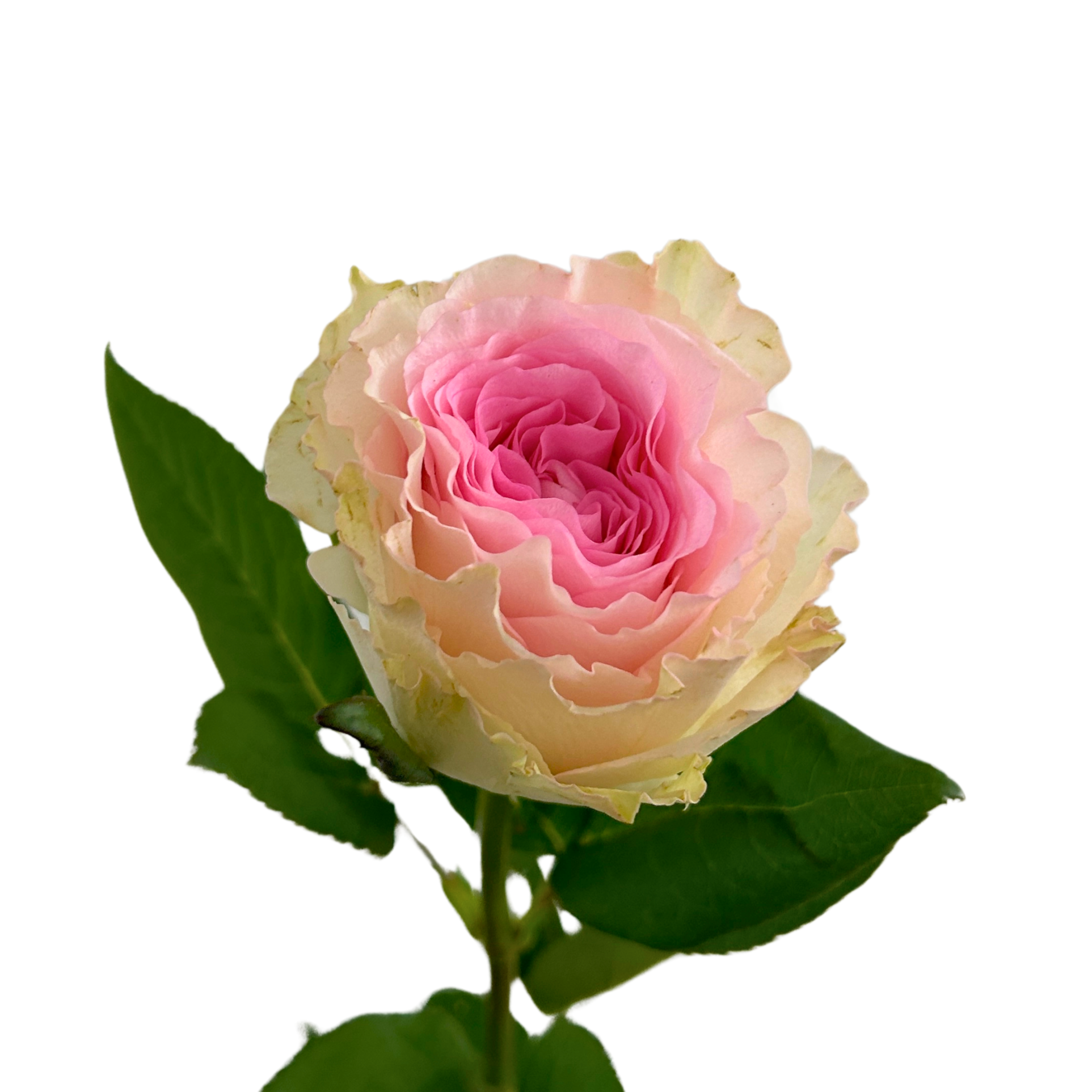 Buy Rose Ocean Puzzle Online Malaysia – Fresh Cut Flowers