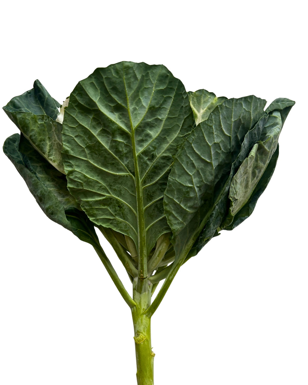 Brassica White Stem