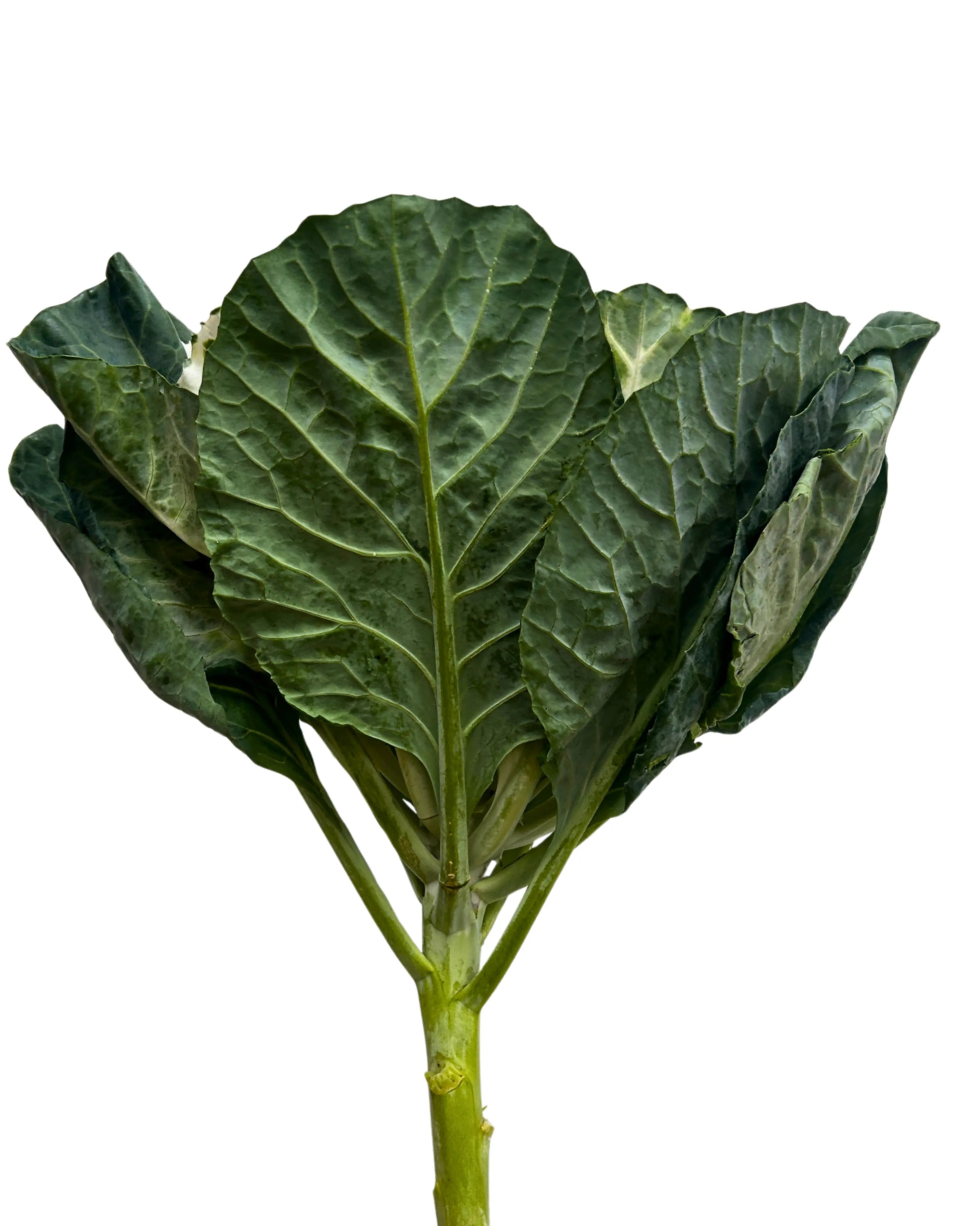 Brassica White Stem