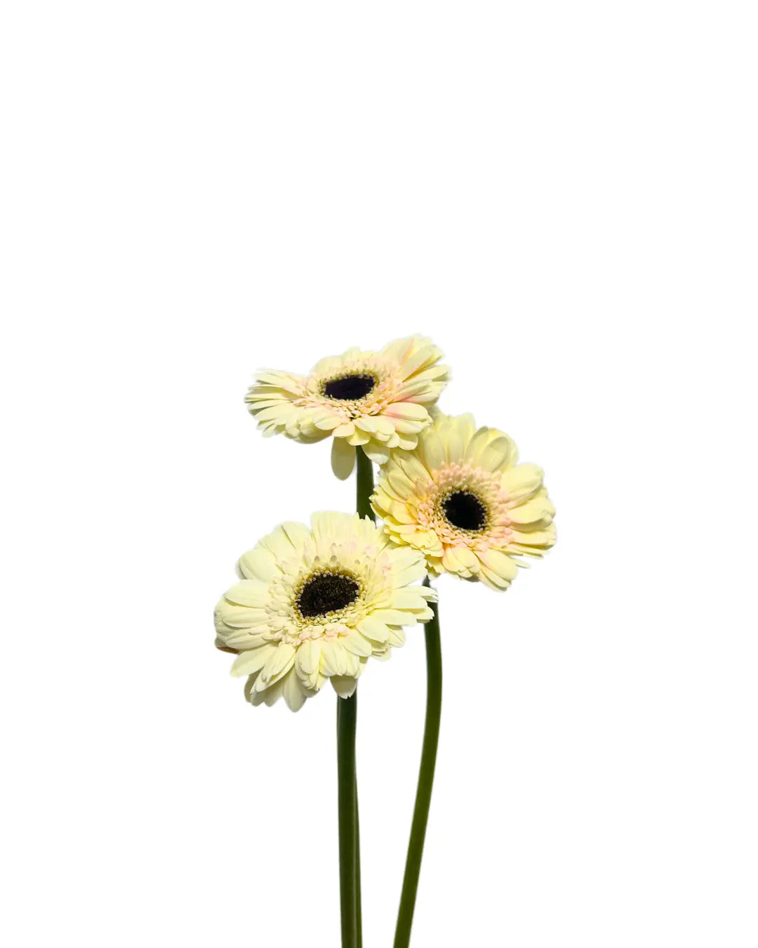 gerbera milky 