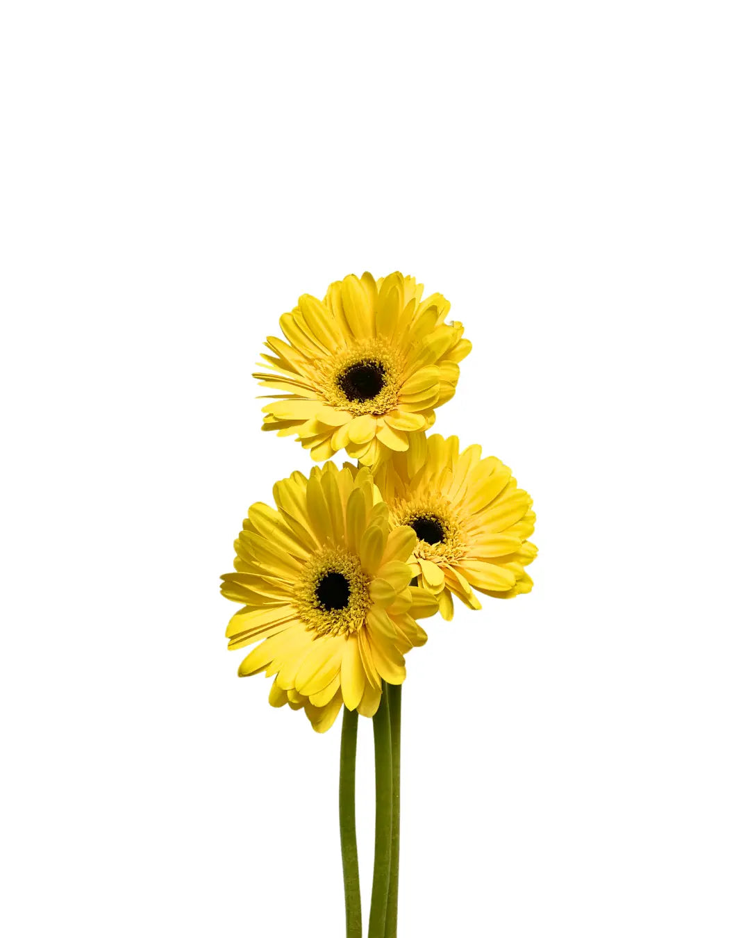 Gerbera Yellow 10 stems