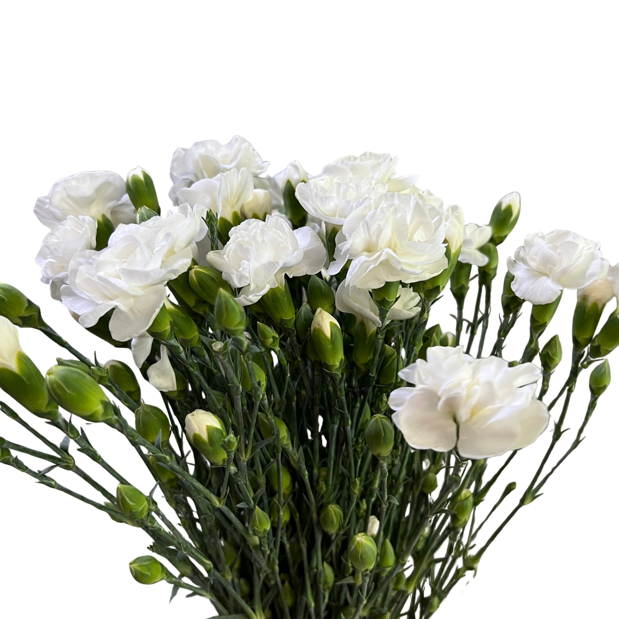 Carnation Spray White - Century Flower